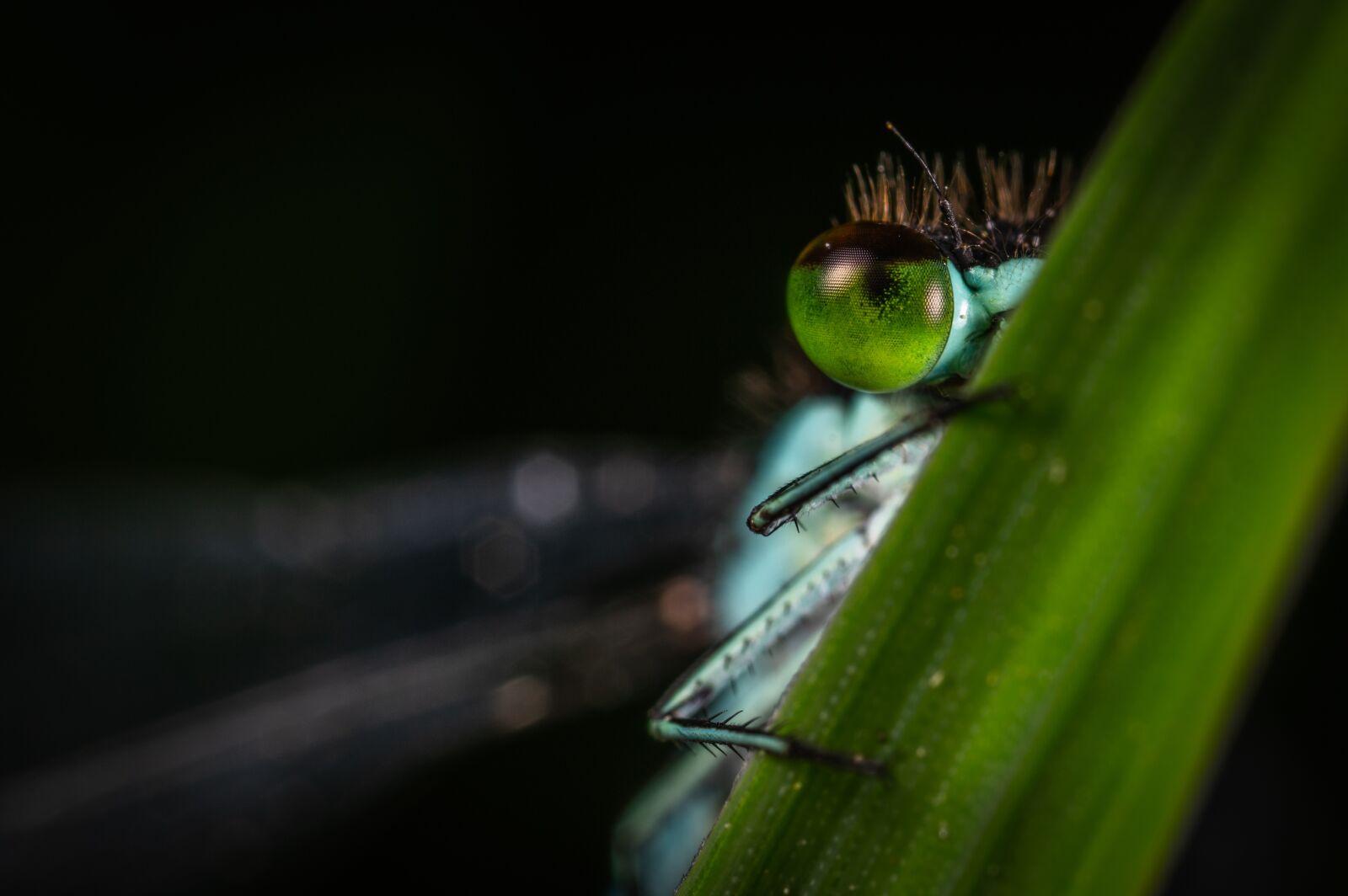 Sony a7R II sample photo. Macro, dragonfly, facet photography