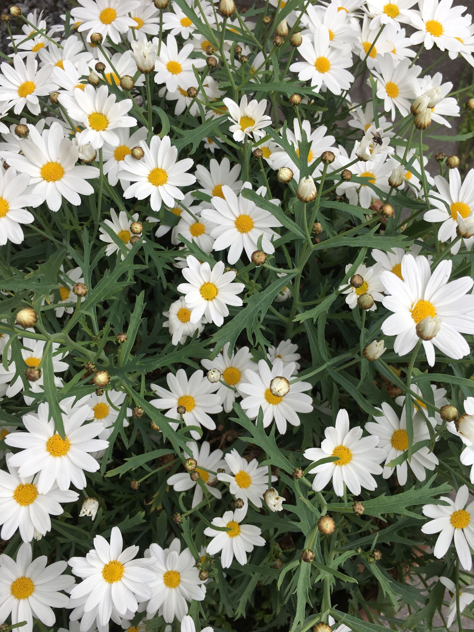 Apple iPhone 6s Plus sample photo. Flower, summer, garden photography