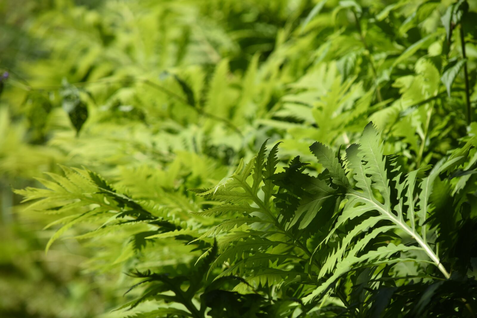 Nikon D5300 sample photo. Plants, fern, nature photography