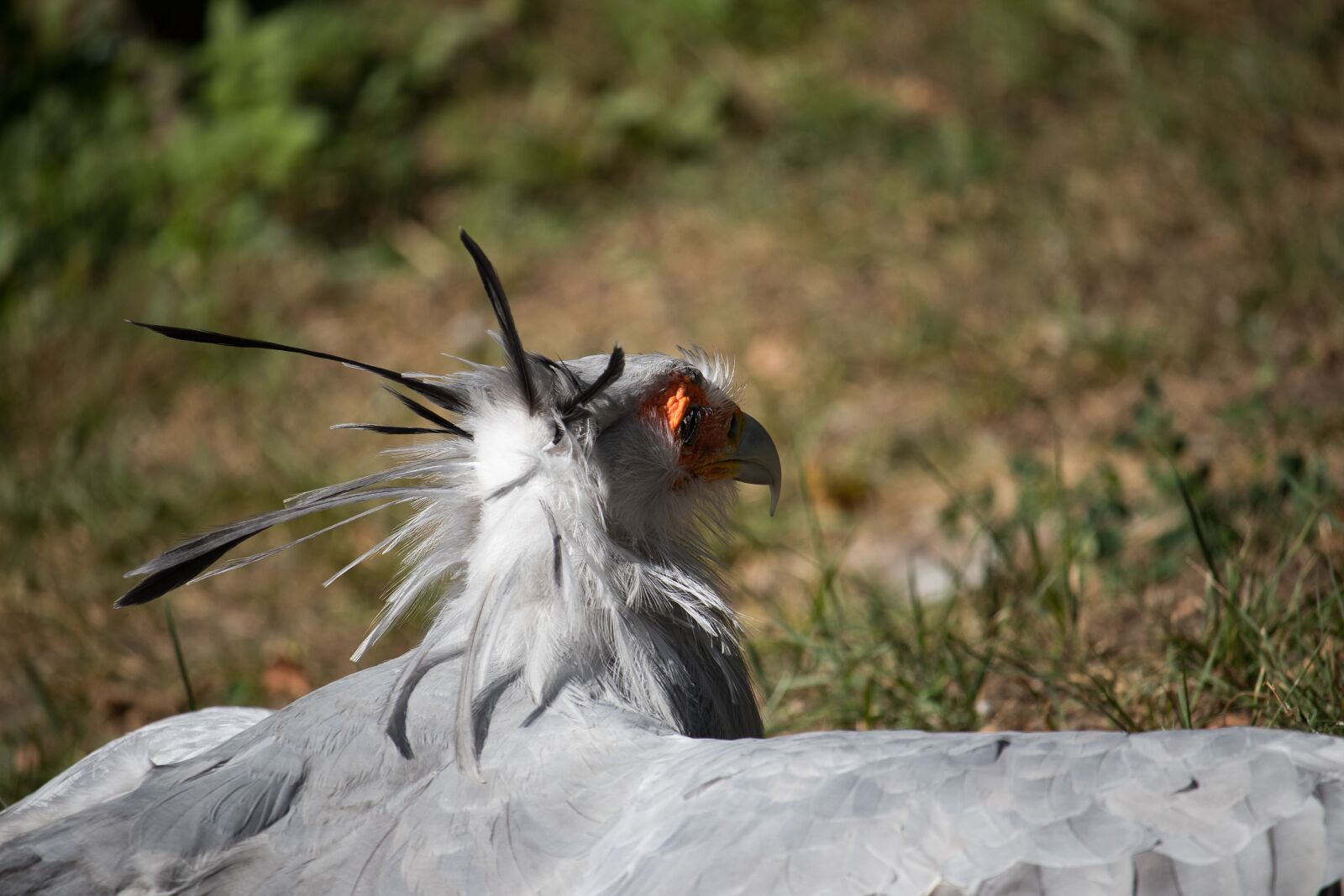 Canon EF-S 55-250mm F4-5.6 IS STM sample photo. Secretary, raptor, bird photography