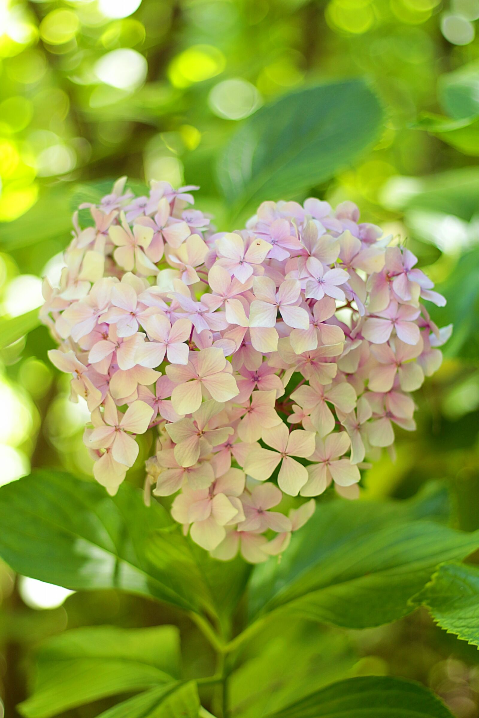 Canon EOS 650D (EOS Rebel T4i / EOS Kiss X6i) + Canon EF 50mm F1.8 II sample photo. Heart, flower, natural photography