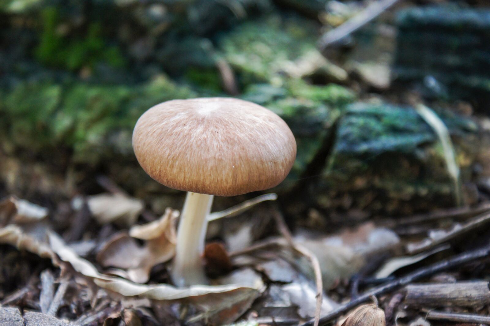 Sony SLT-A33 + Sony DT 18-70mm F3.5-5.6 sample photo. Mushroom, fungi, nature photography