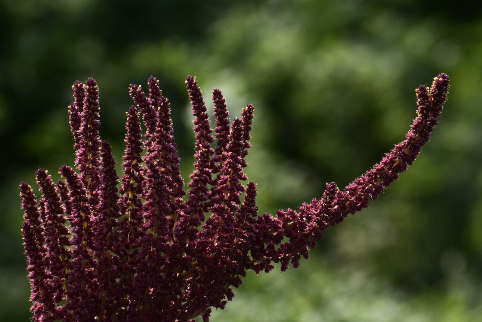 Nikon D3400 sample photo. Flower, outdoors, purples photography
