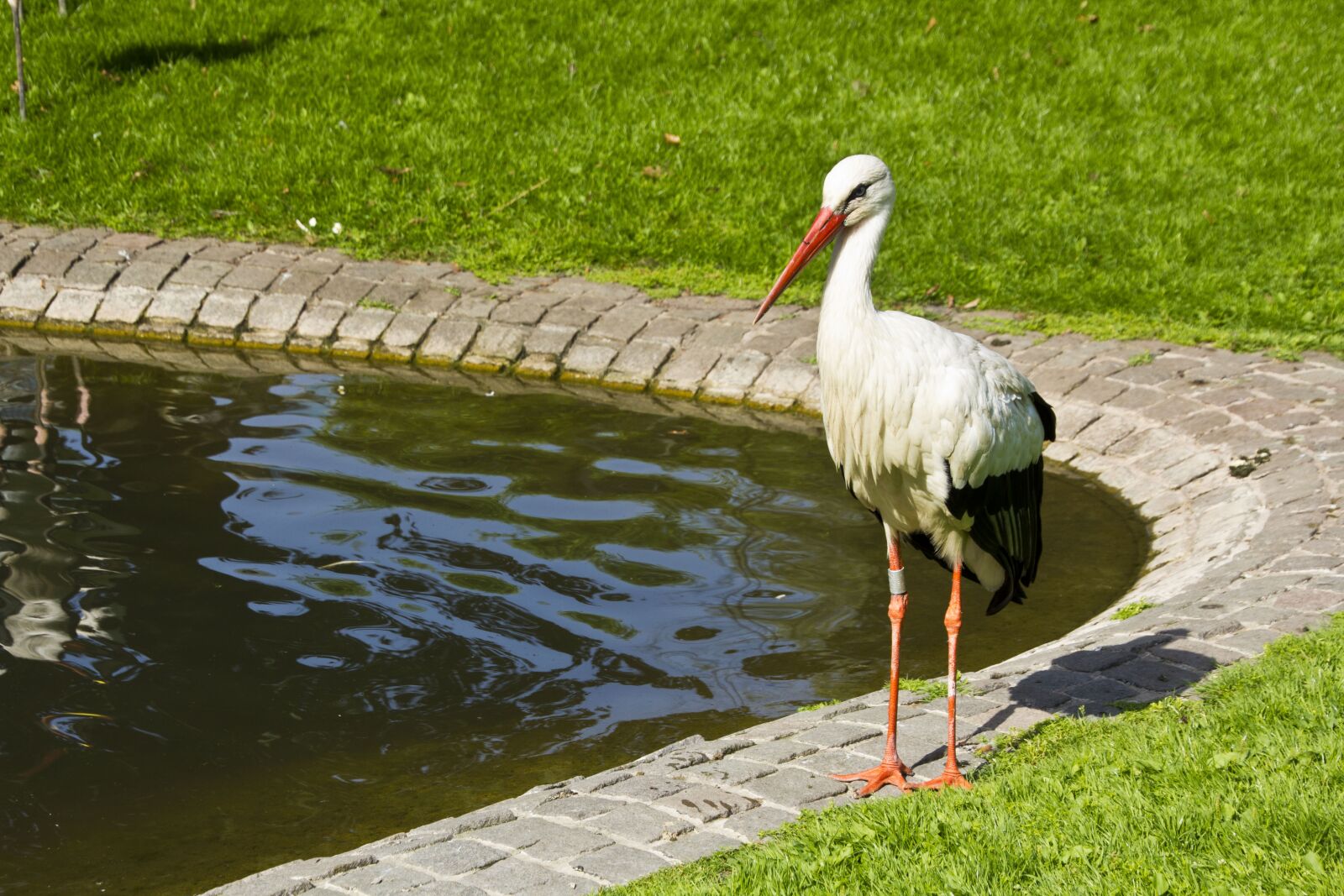 Canon EOS 550D (EOS Rebel T2i / EOS Kiss X4) sample photo. Stork, pond, rattle stork photography