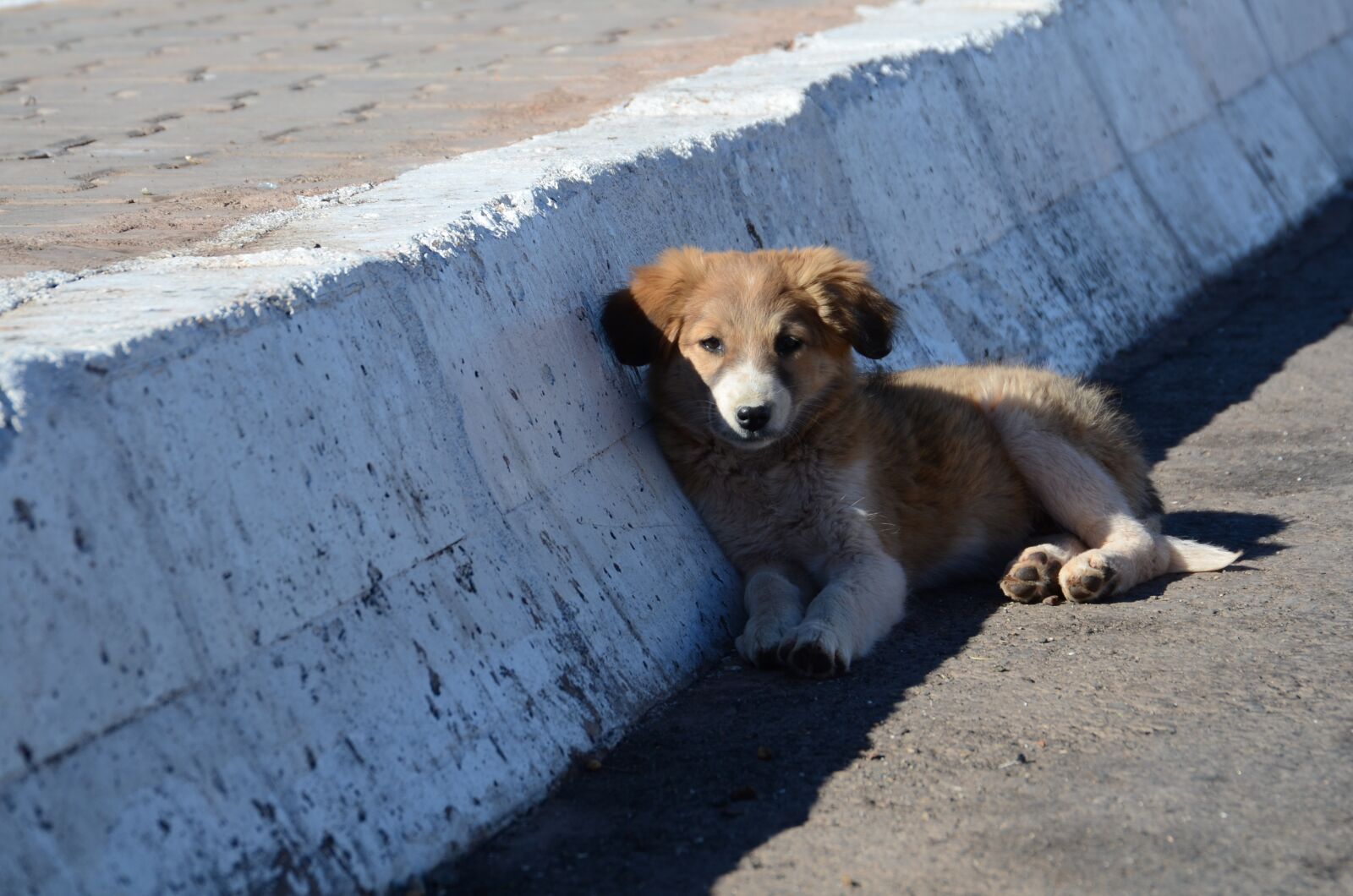 Nikon D7000 sample photo. Puppy, dog, roadside photography