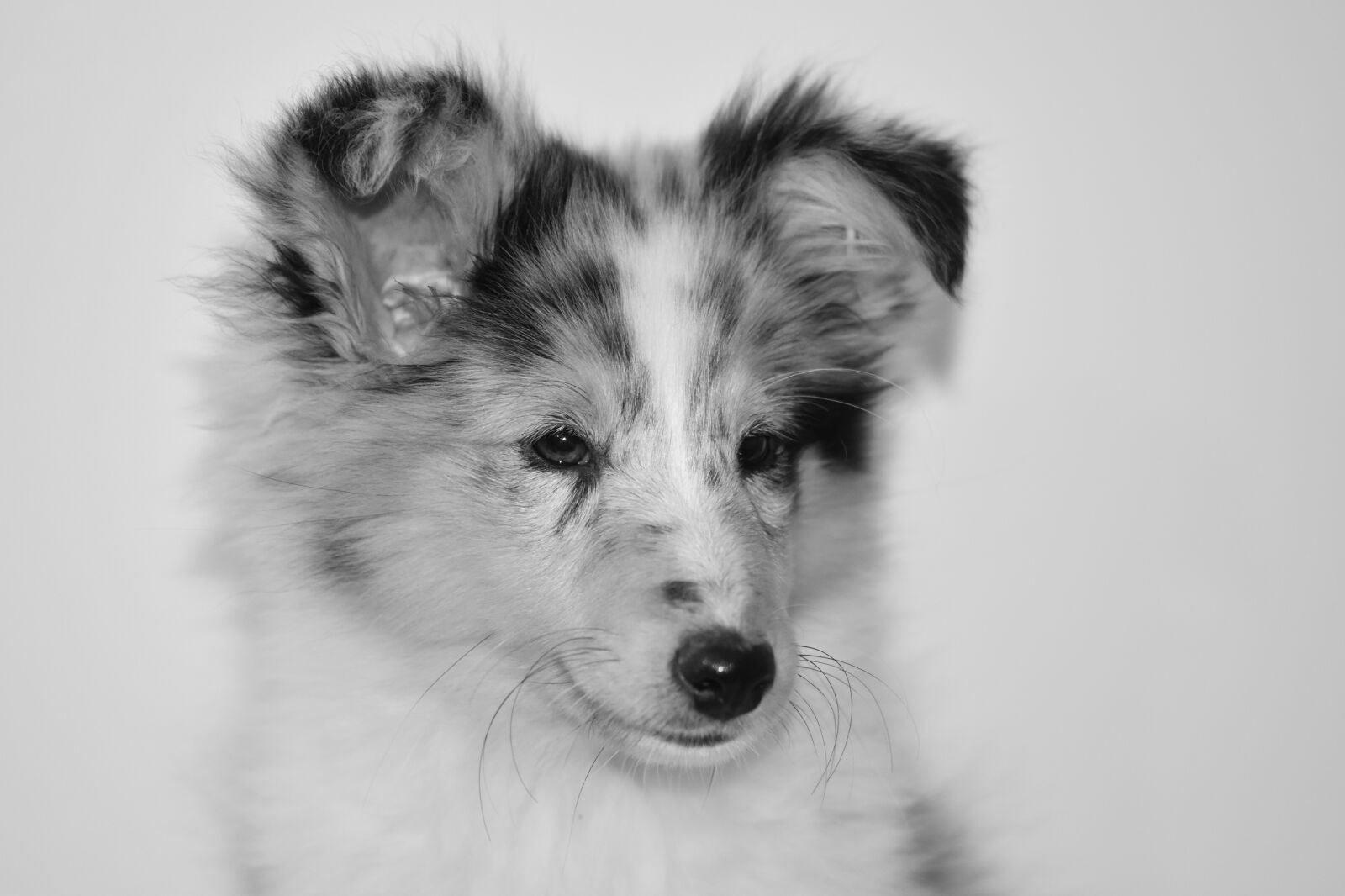 Nikon D5600 sample photo. Dog, bitch, bitch shetland photography