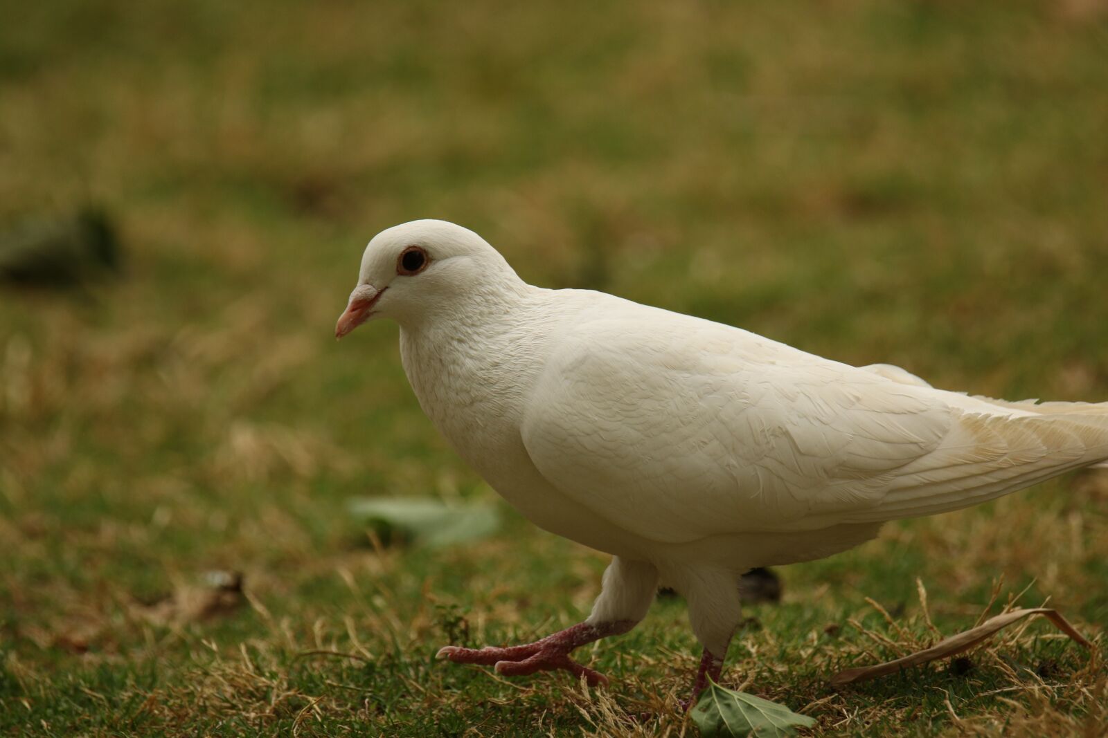 Canon EOS 7D Mark II sample photo. Dove, white dove, walking photography