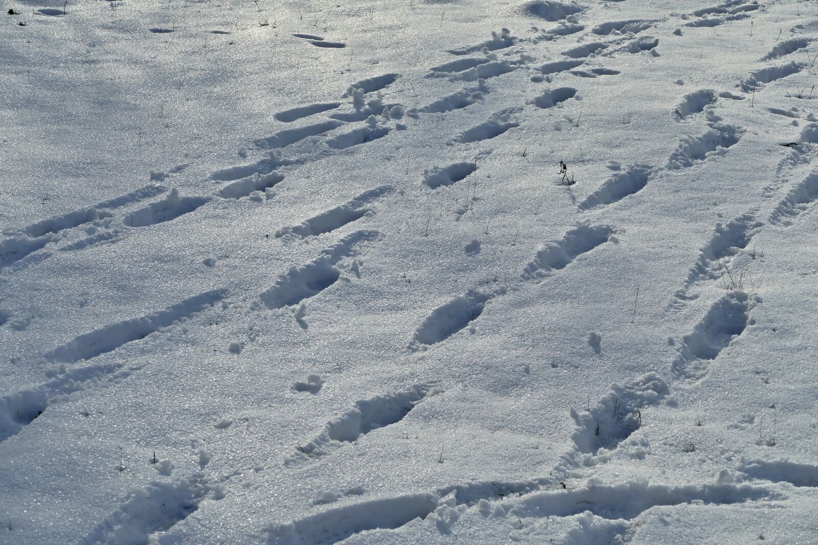 Panasonic Lumix DMC-FZ1000 sample photo. Snow, footprints, nature photography