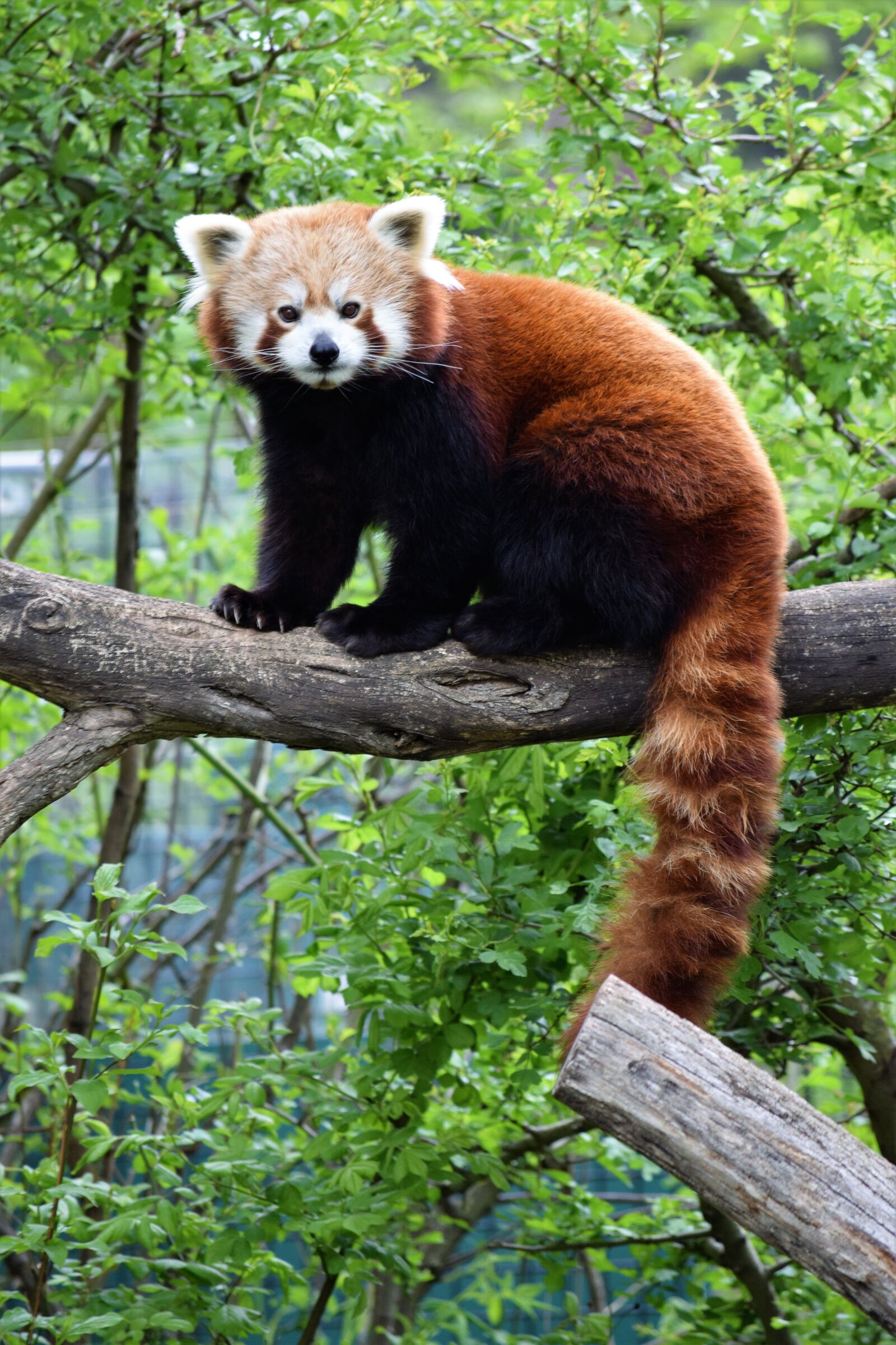 Nikon D3300 sample photo. Red panda, cute, rare photography