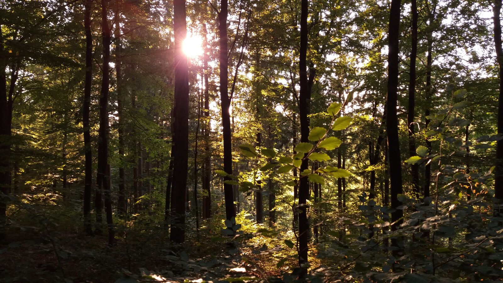 Samsung Galaxy J5 sample photo. Forest, sunlight, trees photography
