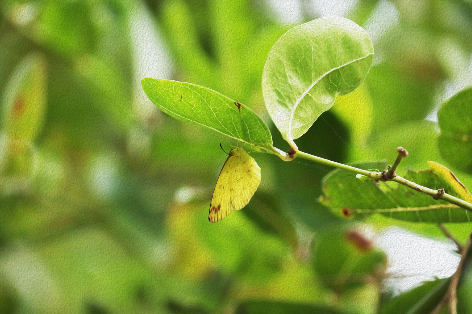 Canon EOS 250D (EOS Rebel SL3 / EOS Kiss X10 / EOS 200D II) sample photo. Kerala, butterfly, nature photography