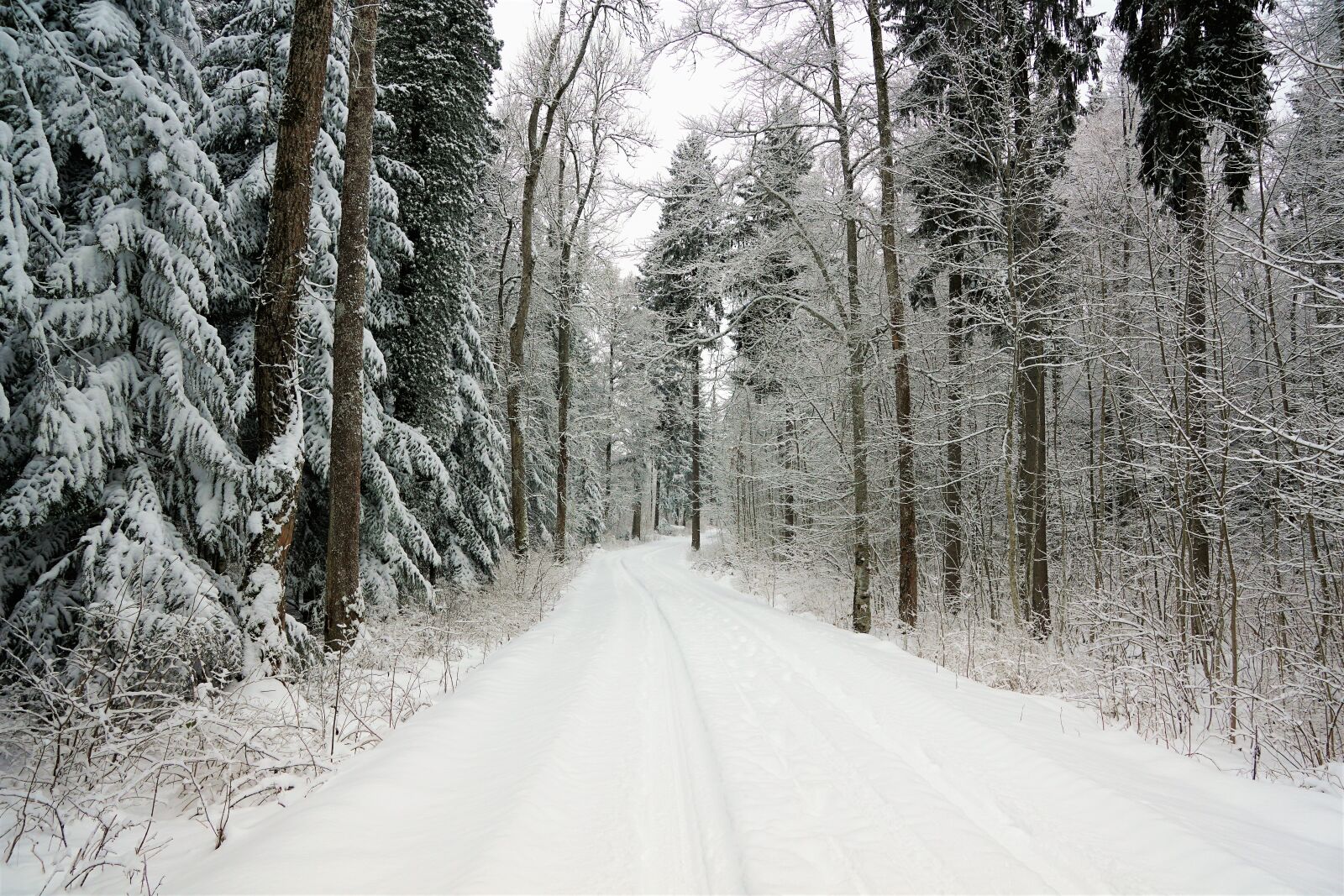 Sony ILCA-77M2 + Sony DT 16-50mm F2.8 SSM sample photo. Snow, winter, frost photography