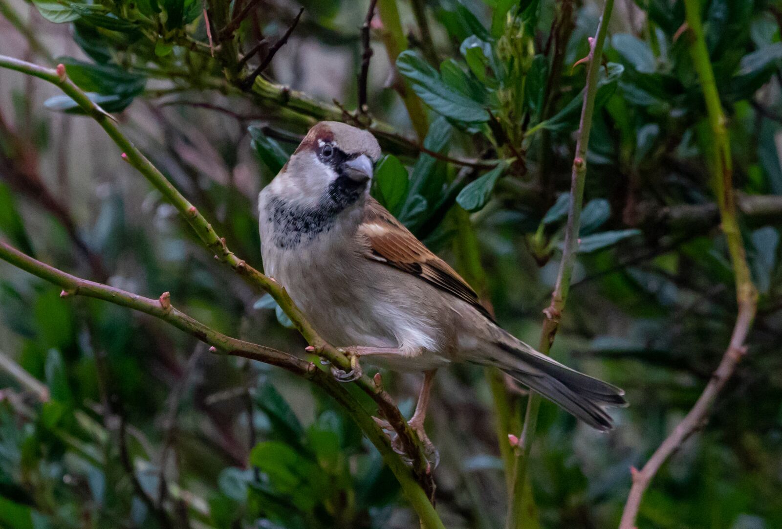 Canon EOS 7D Mark II sample photo. Sparrow, hedge sparrow, garden photography