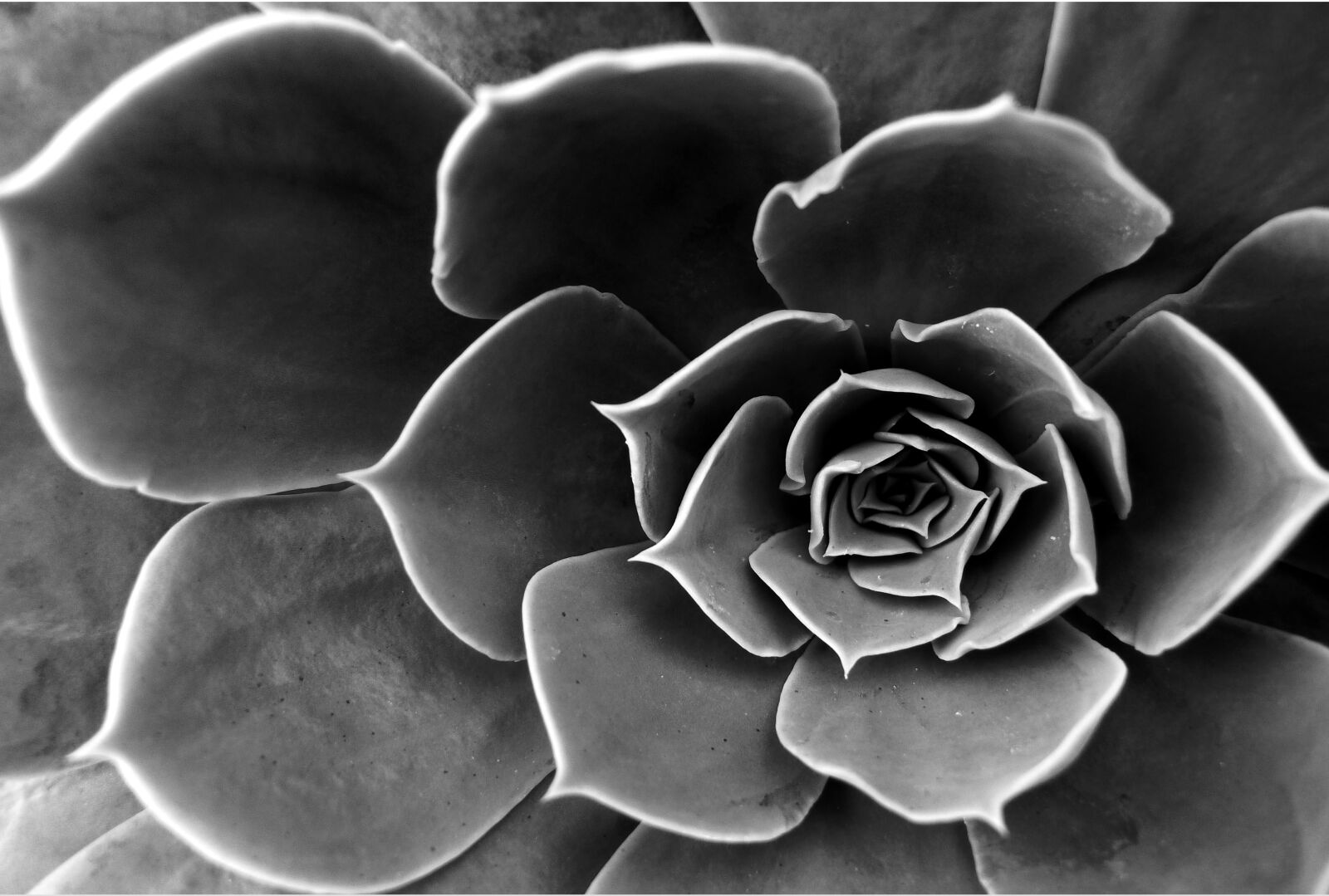 Panasonic Lumix DMC-LX5 sample photo. Cactus, flower, black and photography