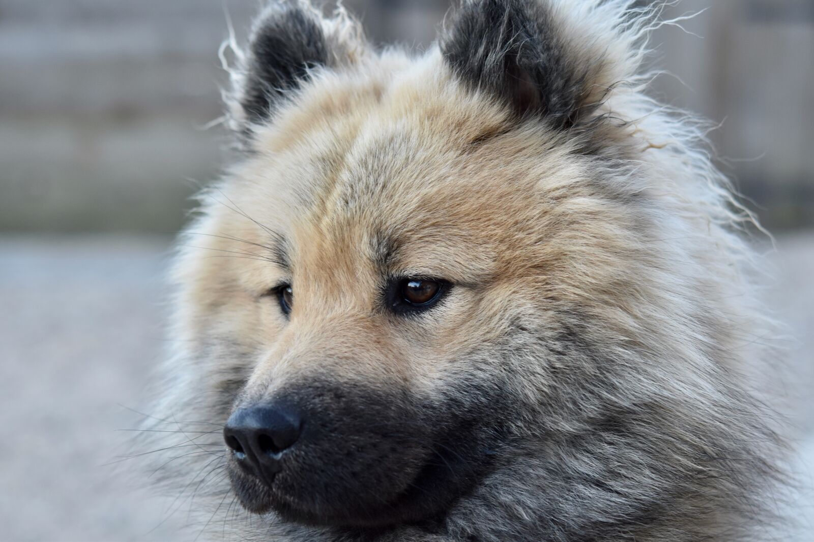 Nikon D5600 sample photo. Dog, dog eurasier, portrait photography