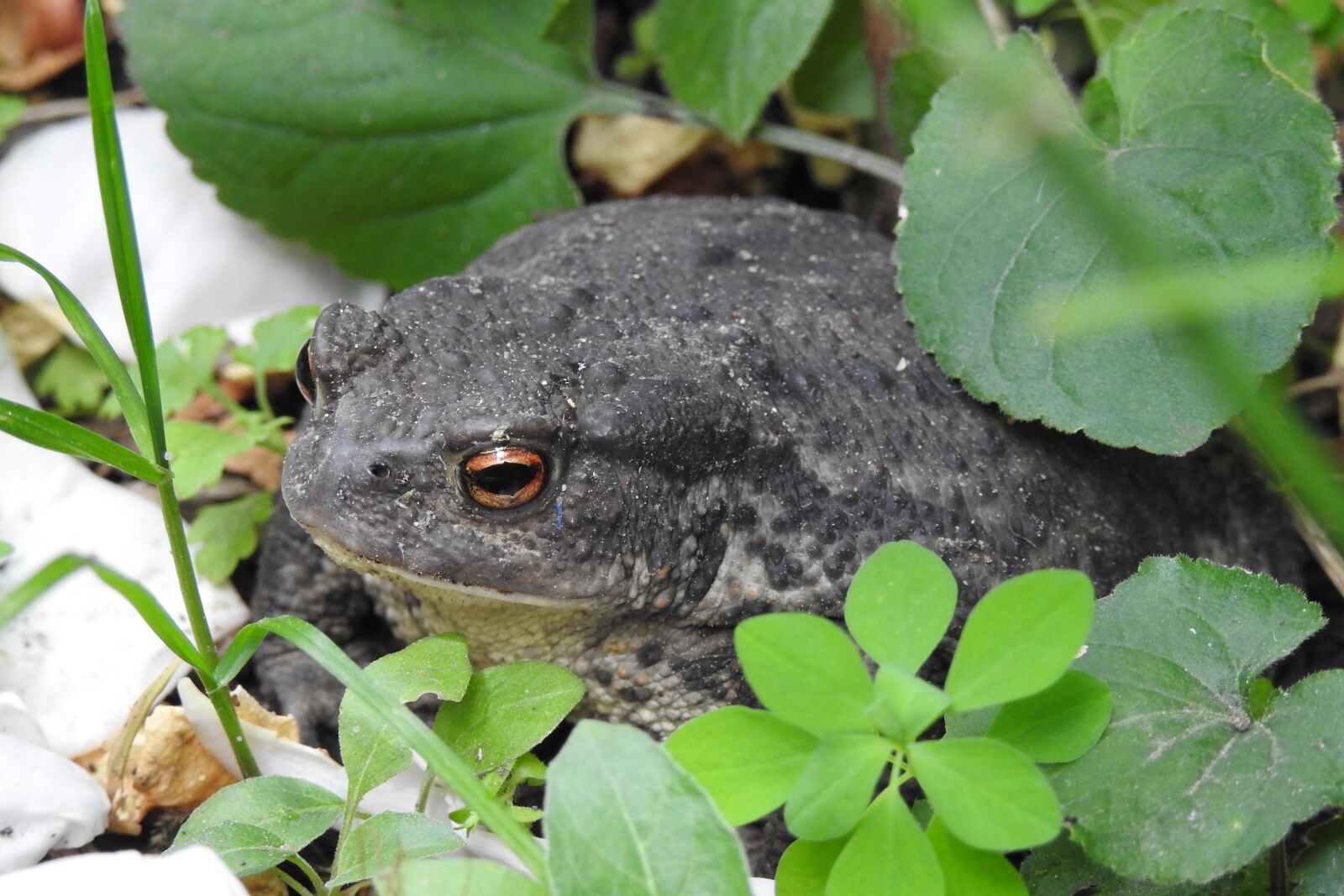 Nikon Coolpix P900 sample photo. A toad, garden, animal photography