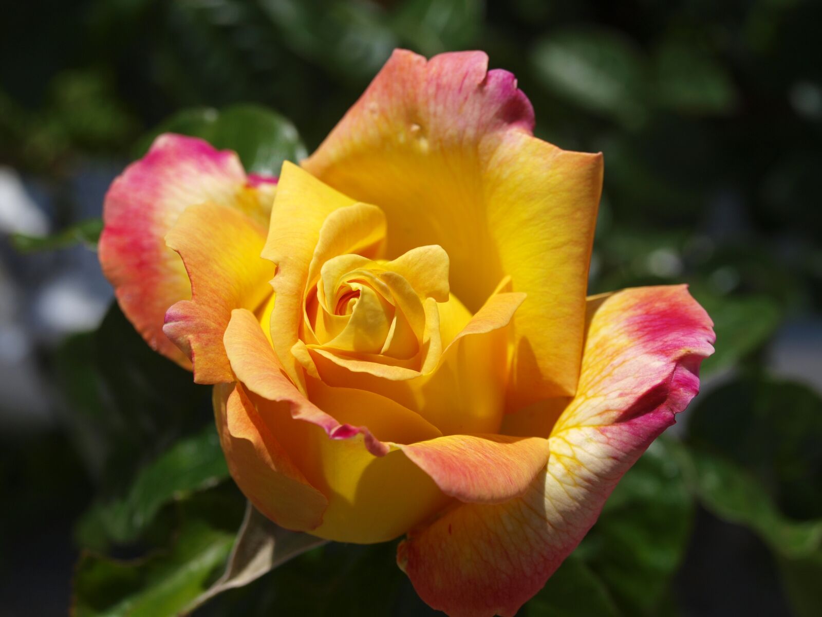Olympus E-420 (EVOLT E-420) sample photo. Rosa, yellow rose, flowers photography