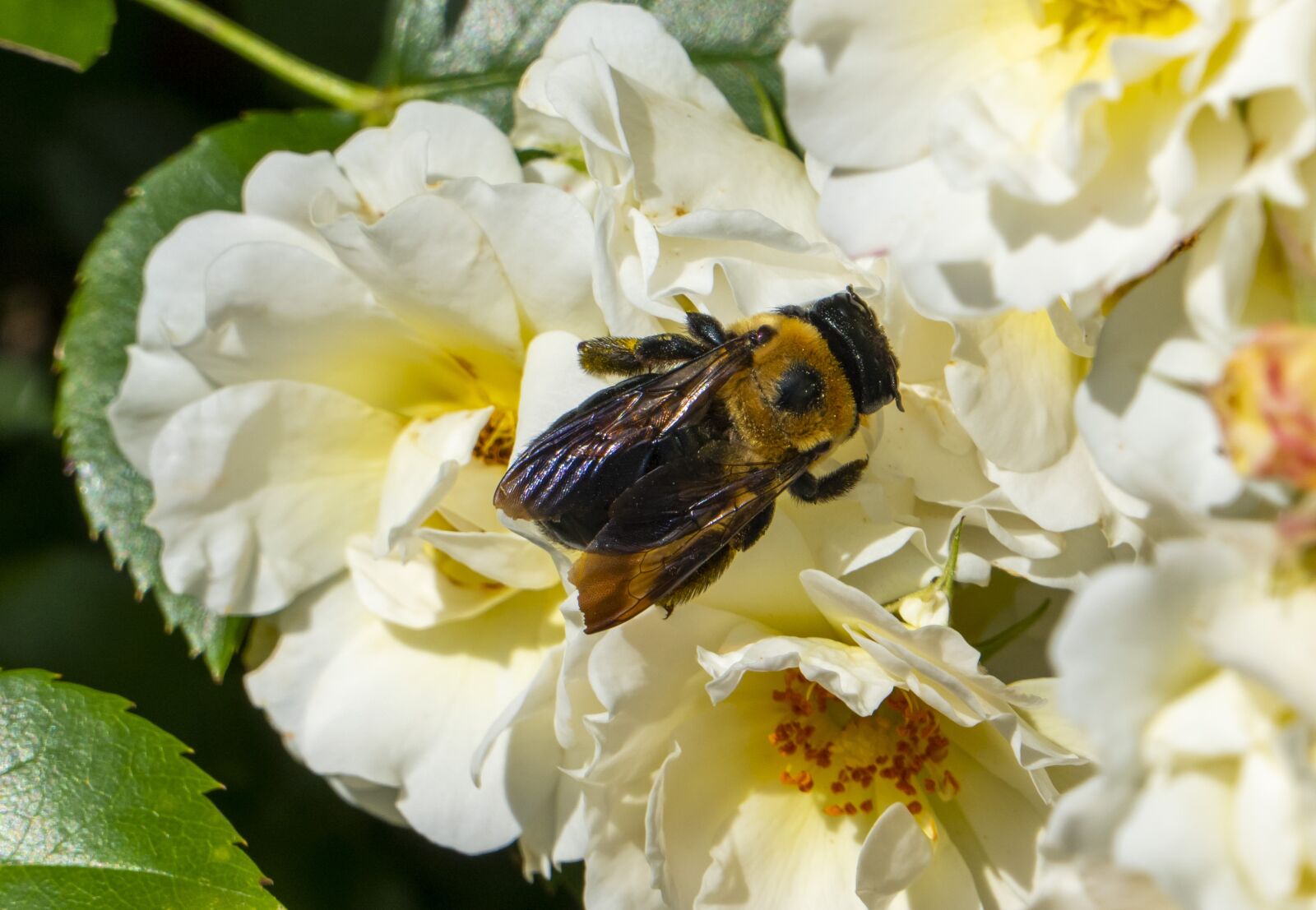 Panasonic Lumix DMC-FZ1000 sample photo. Bee, bumblebee, flowers photography