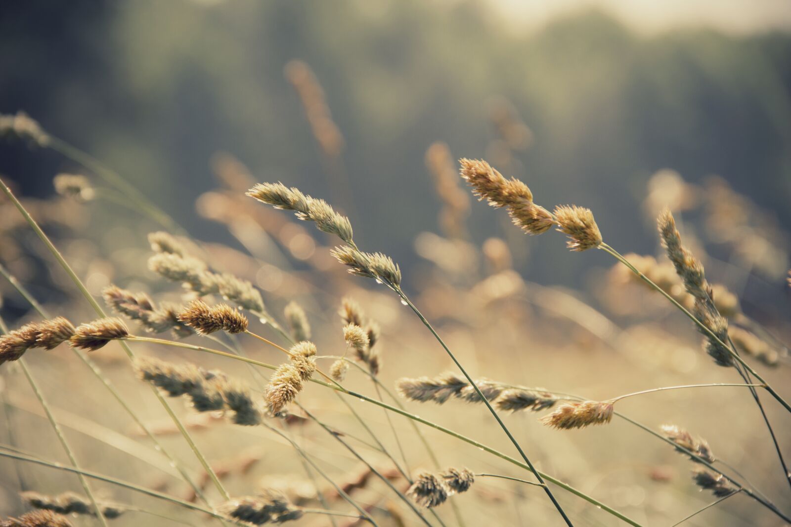 Canon EOS 7D sample photo. Close-up, field, grass photography