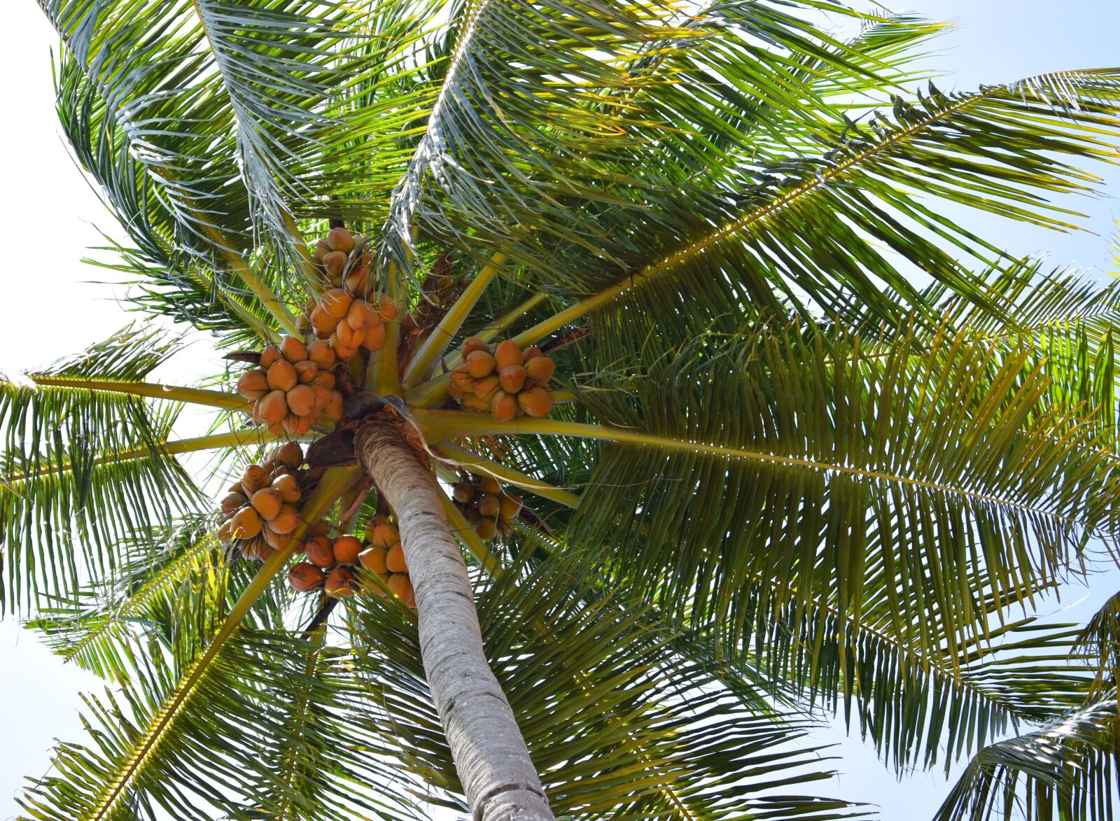Nikon D5300 sample photo. Coconut, coconut tree, nature photography