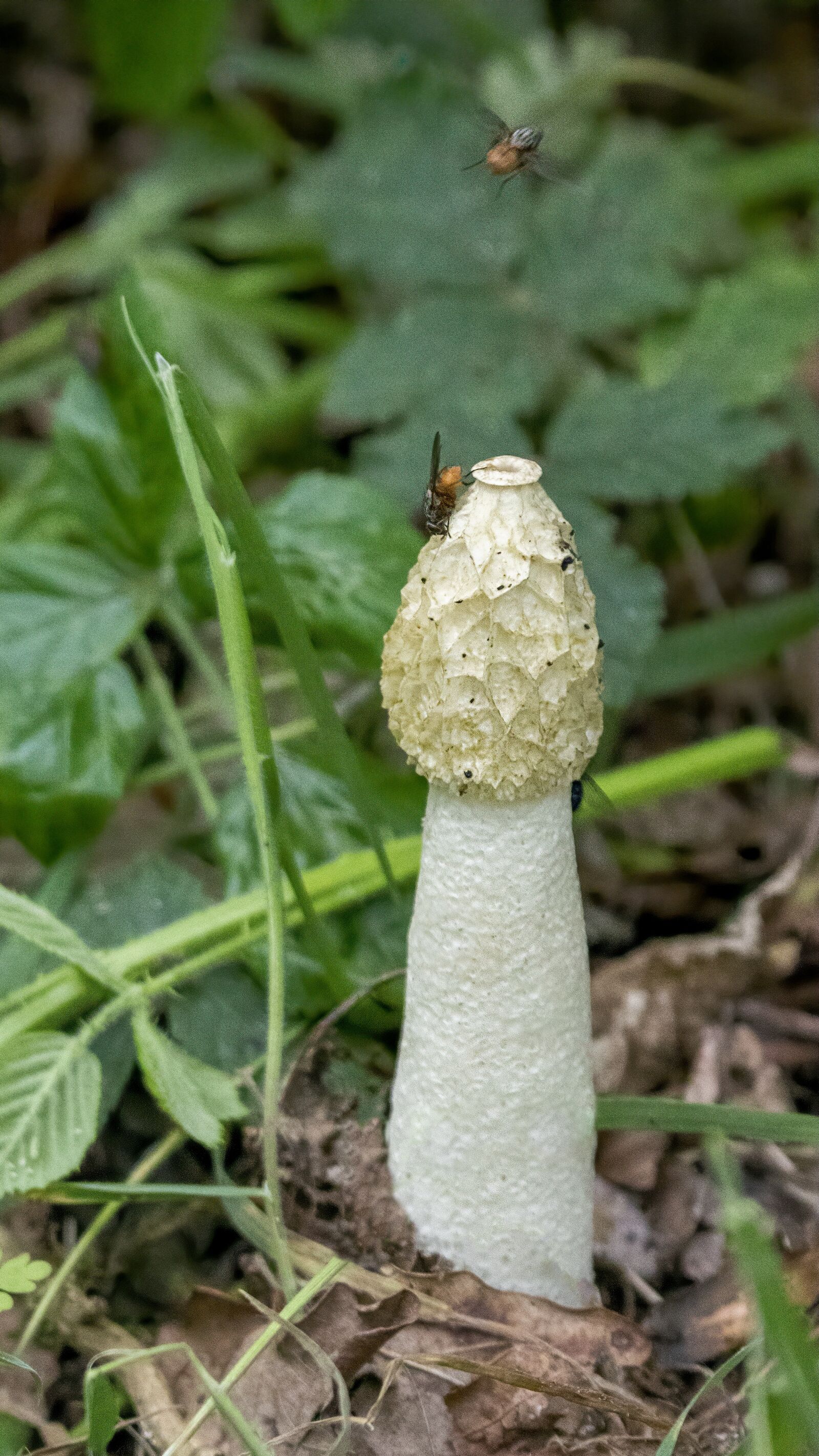 Sigma 100-400mm F5-6.3 DG OS HSM sample photo. Stinkhorn fungus, mushroom, toadstool photography