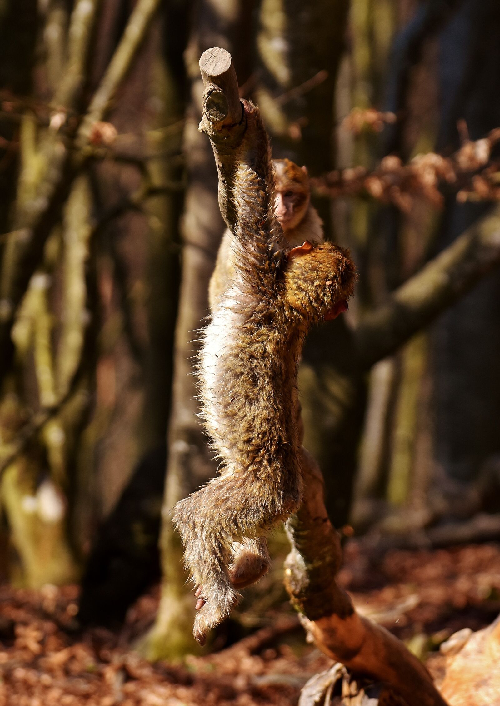 Nikon D7200 sample photo. Barbary ape, young, play photography
