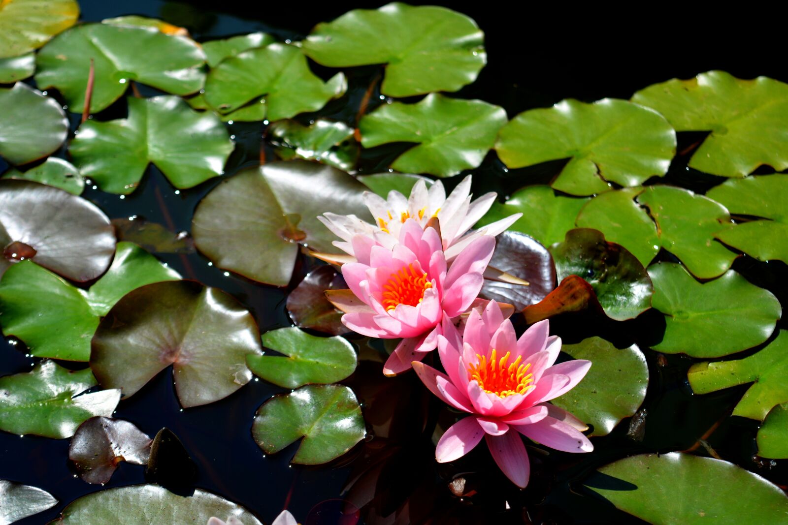 Nikon D5200 sample photo. Flower, flowers, nature photography