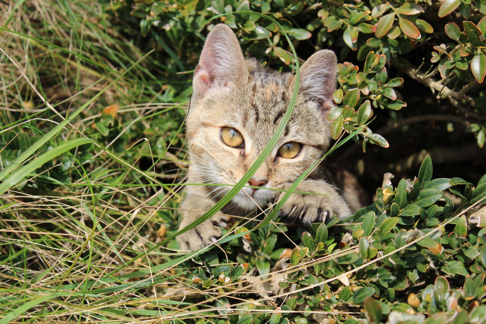 Canon EOS 1300D (EOS Rebel T6 / EOS Kiss X80) sample photo. Kitten, animal, pussy photography