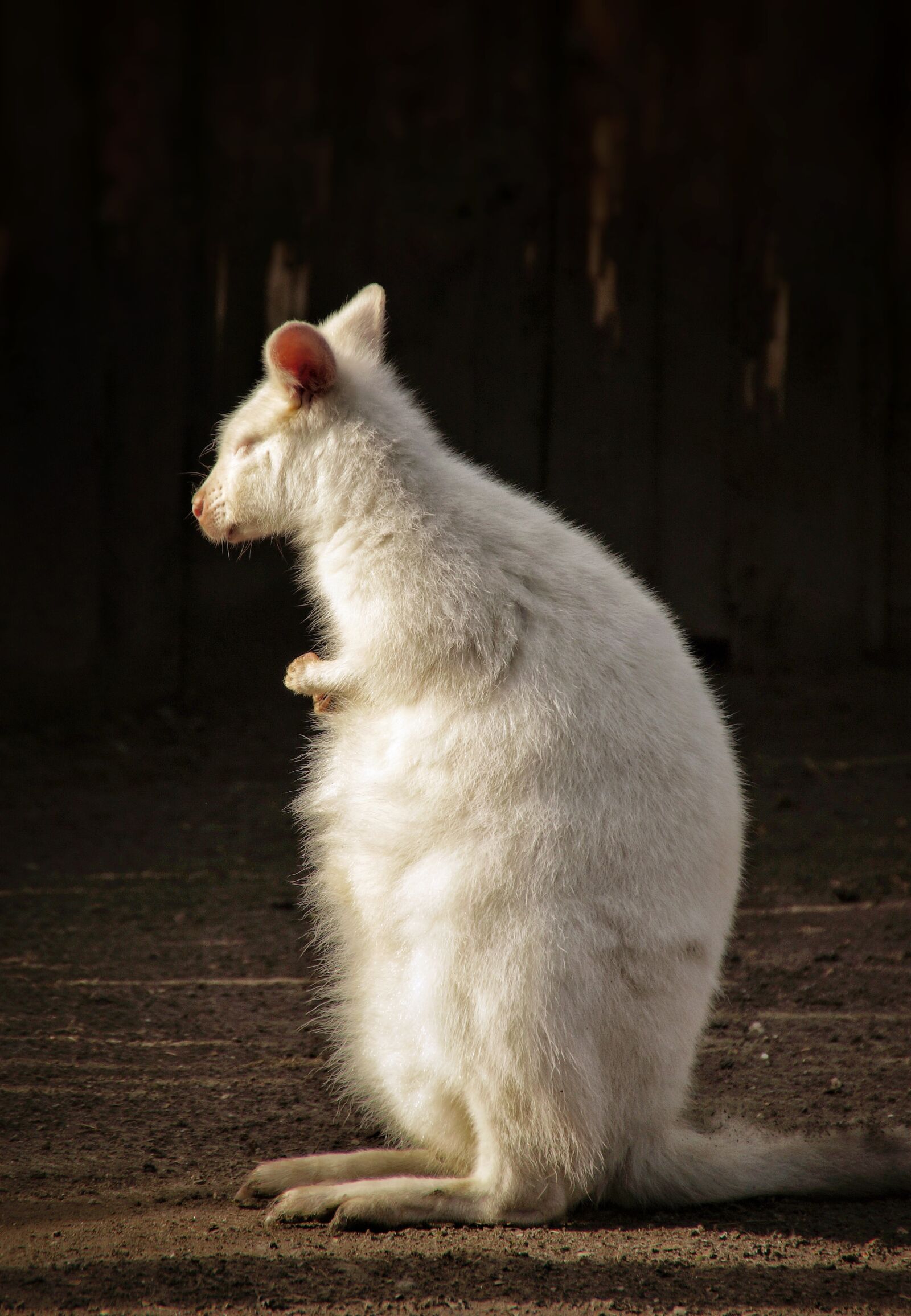 Sony SLT-A58 sample photo. Kangaroo, albino, zoo photography