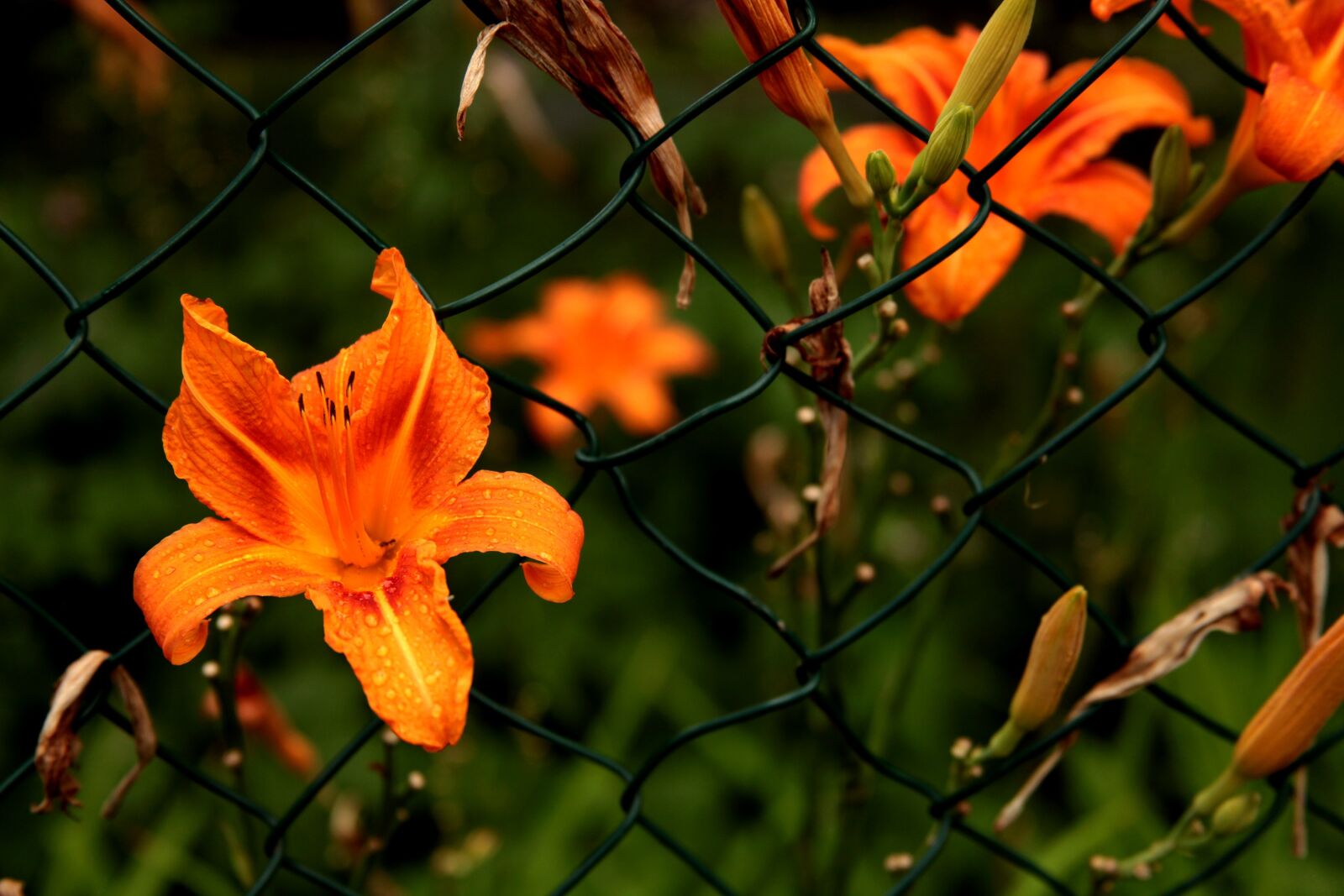 Canon EOS 5D Mark II sample photo. Flower, blossom, bloom photography