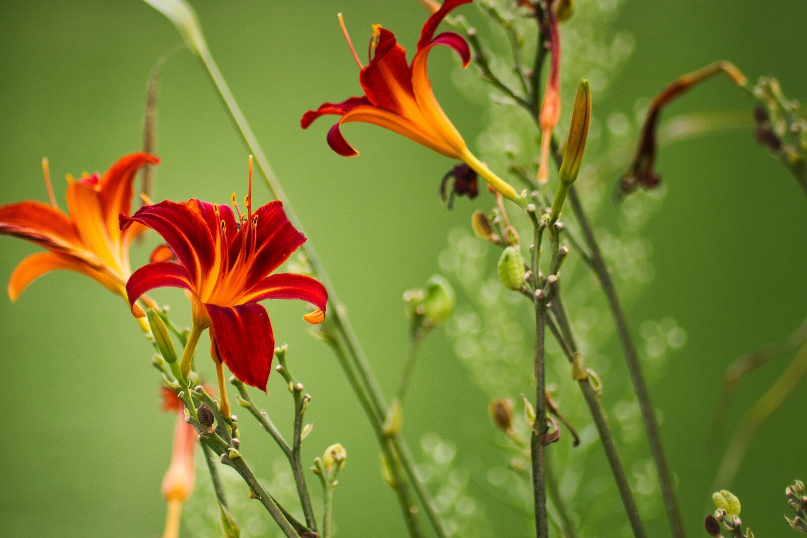Canon EOS 80D sample photo. Hemerocallis, daylily, blossom photography