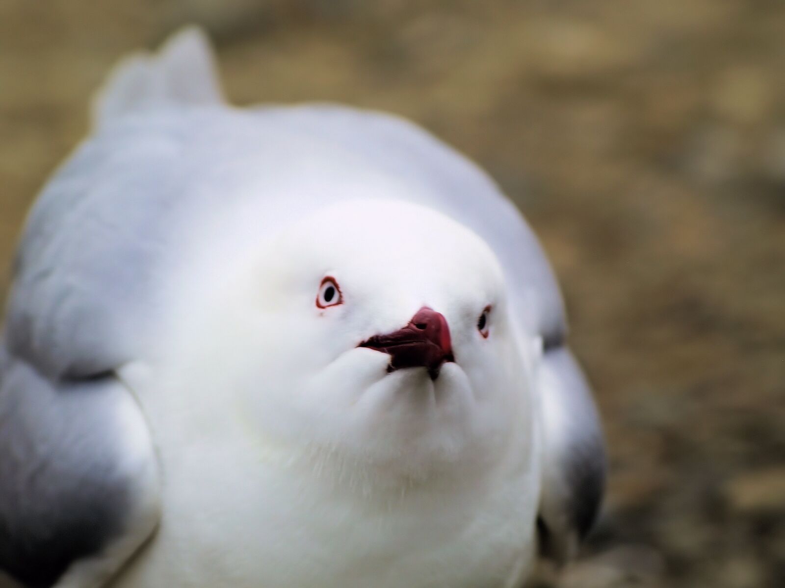 Olympus E-400 (EVOLT E-400) sample photo. Bird, face, gull photography