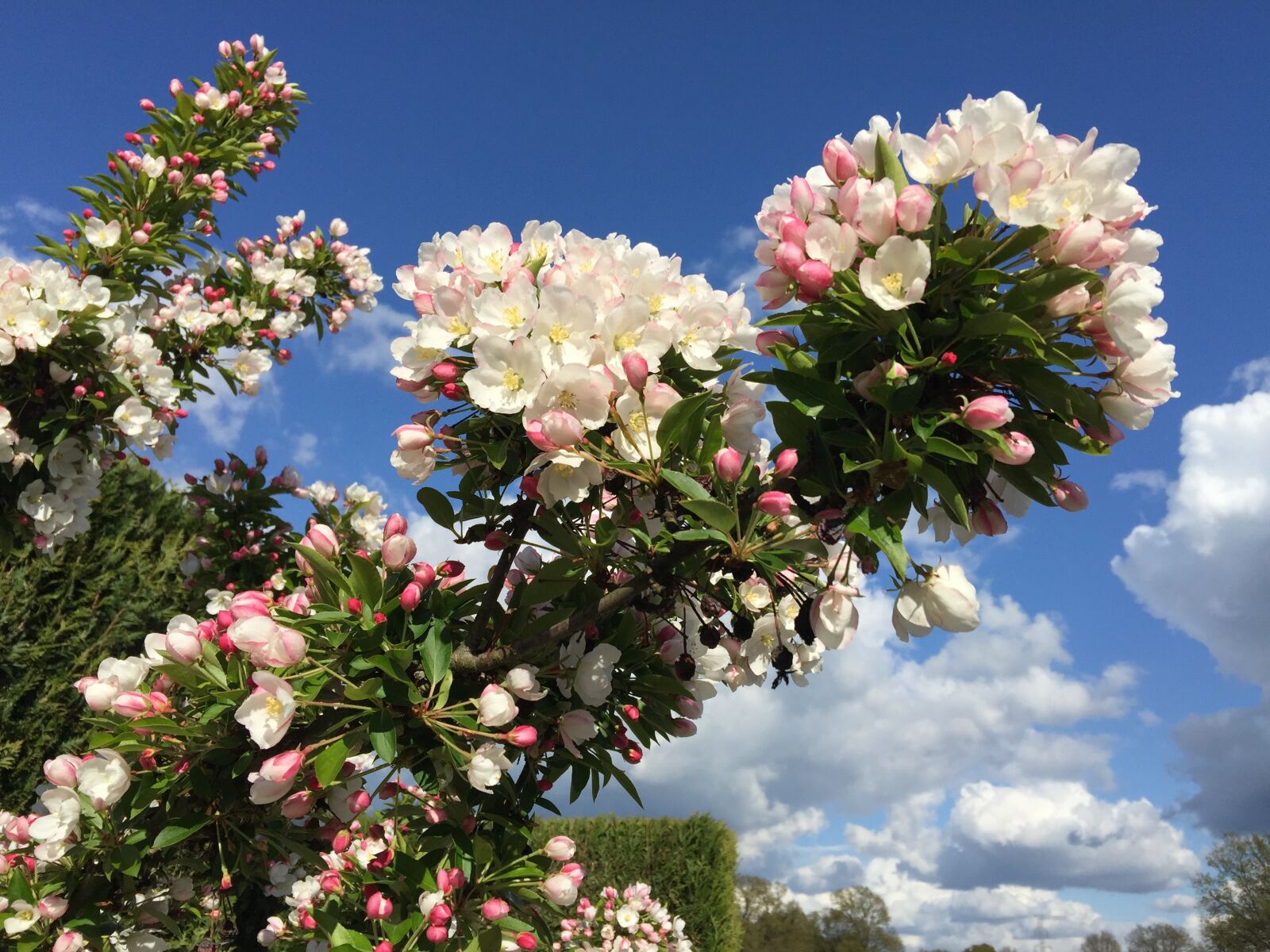 iPhone 6 Plus back camera 4.15mm f/2.2 sample photo. Sierappelboom, bloom, april photography