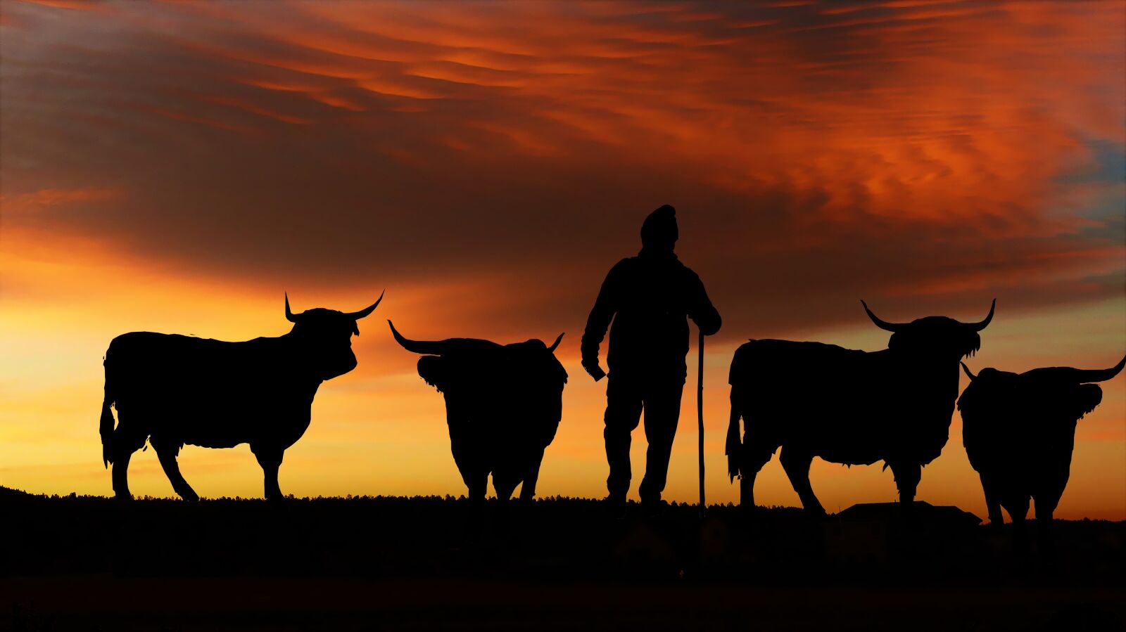 Panasonic Lumix DMC-FZ200 sample photo. Sunset, cattle, cows photography