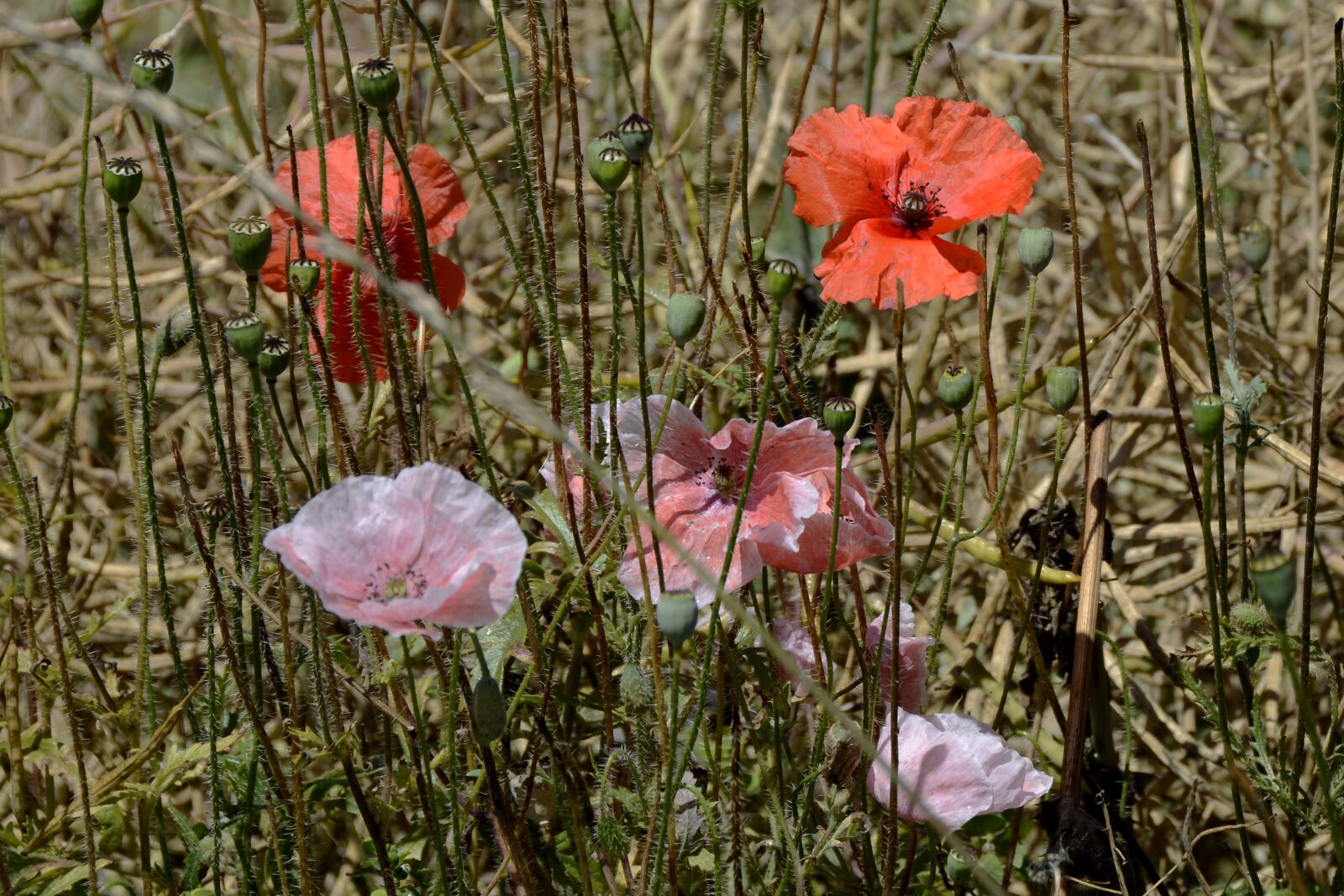 Nikon D7100 sample photo. Klatschmohn, poppy flower, wild photography