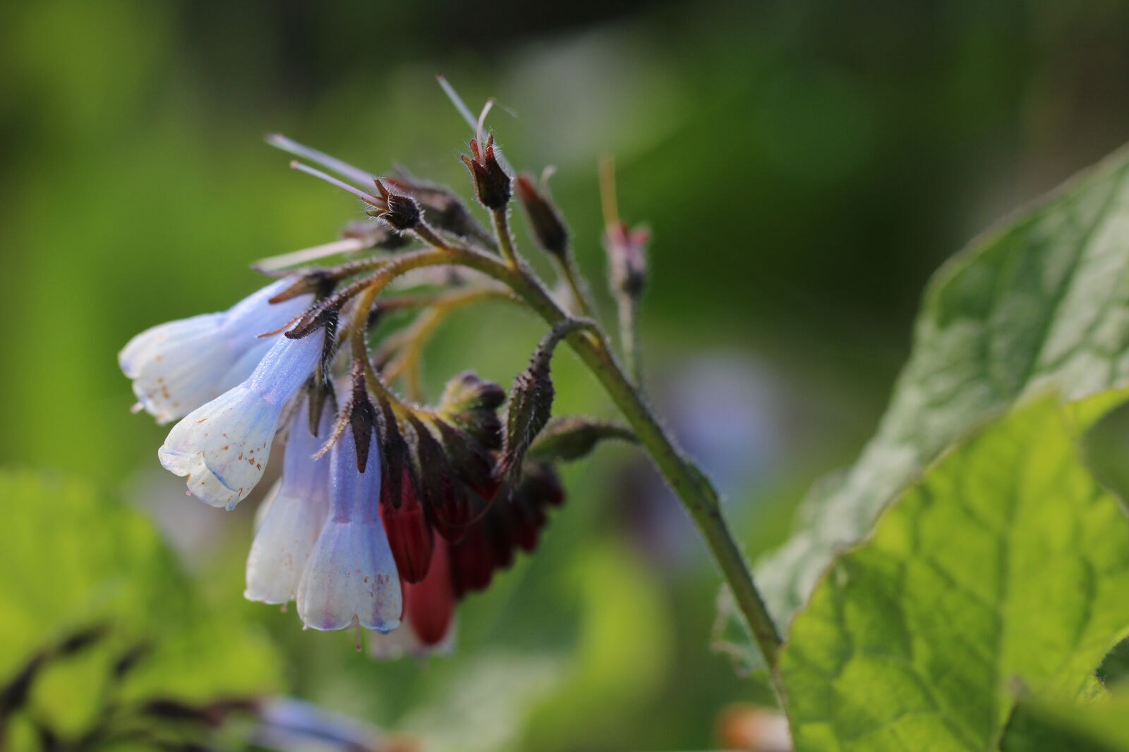 Canon EOS 1200D (EOS Rebel T5 / EOS Kiss X70 / EOS Hi) sample photo. Comfrey, wild flowers, nature photography