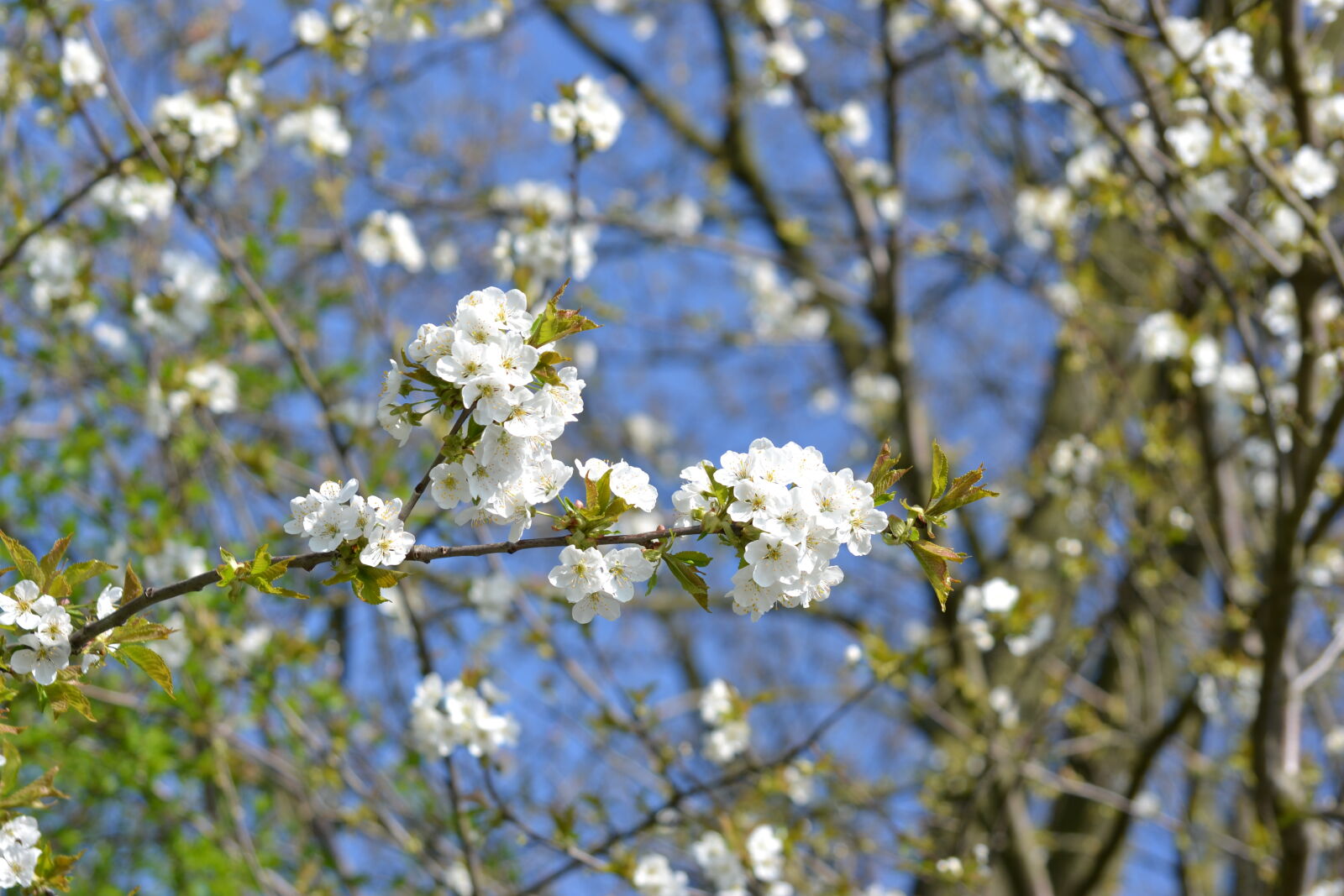 Nikon D3100 sample photo. Flowering, flowering, plant, spring photography