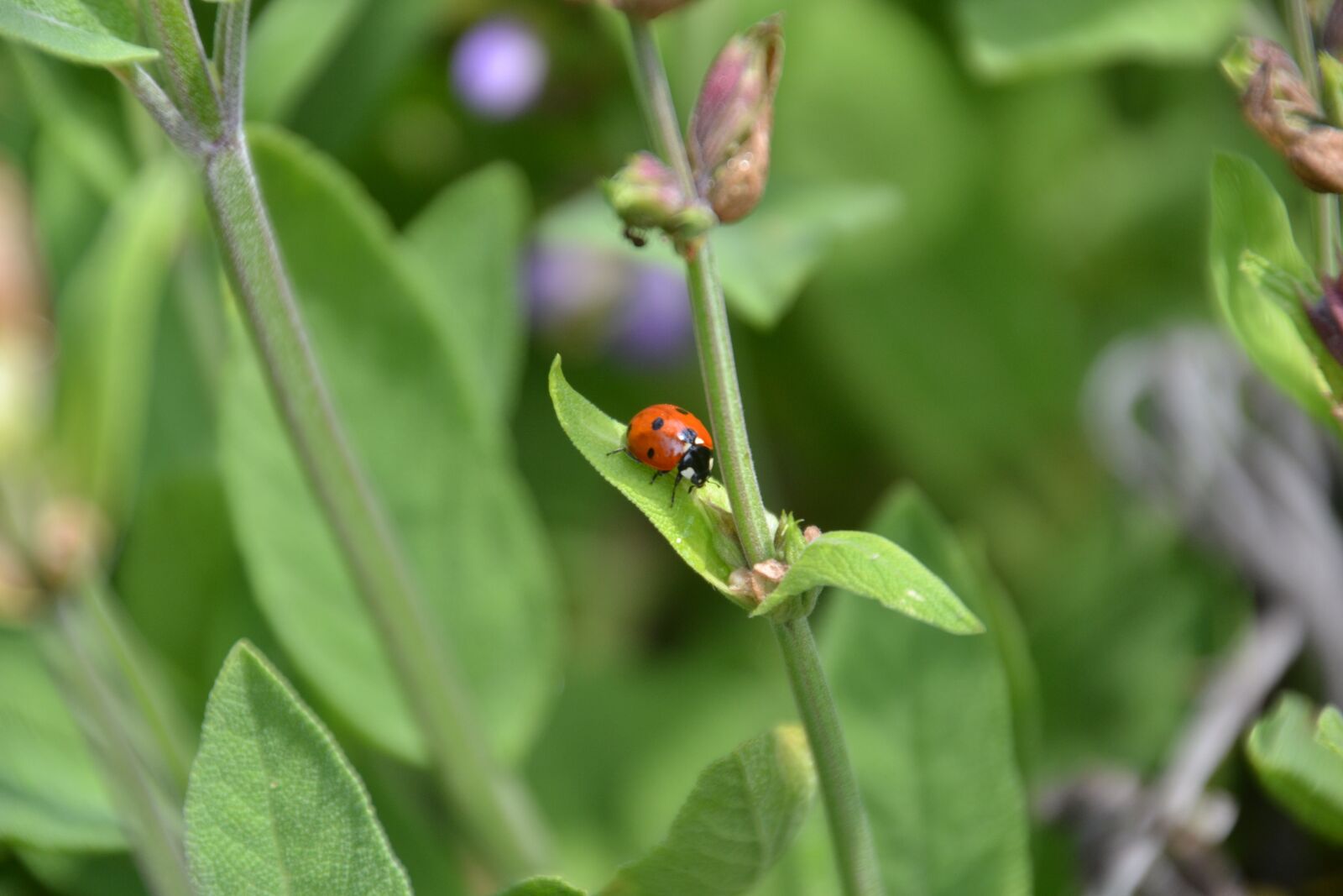 Nikon D3100 sample photo. Ladybug, insect, points photography