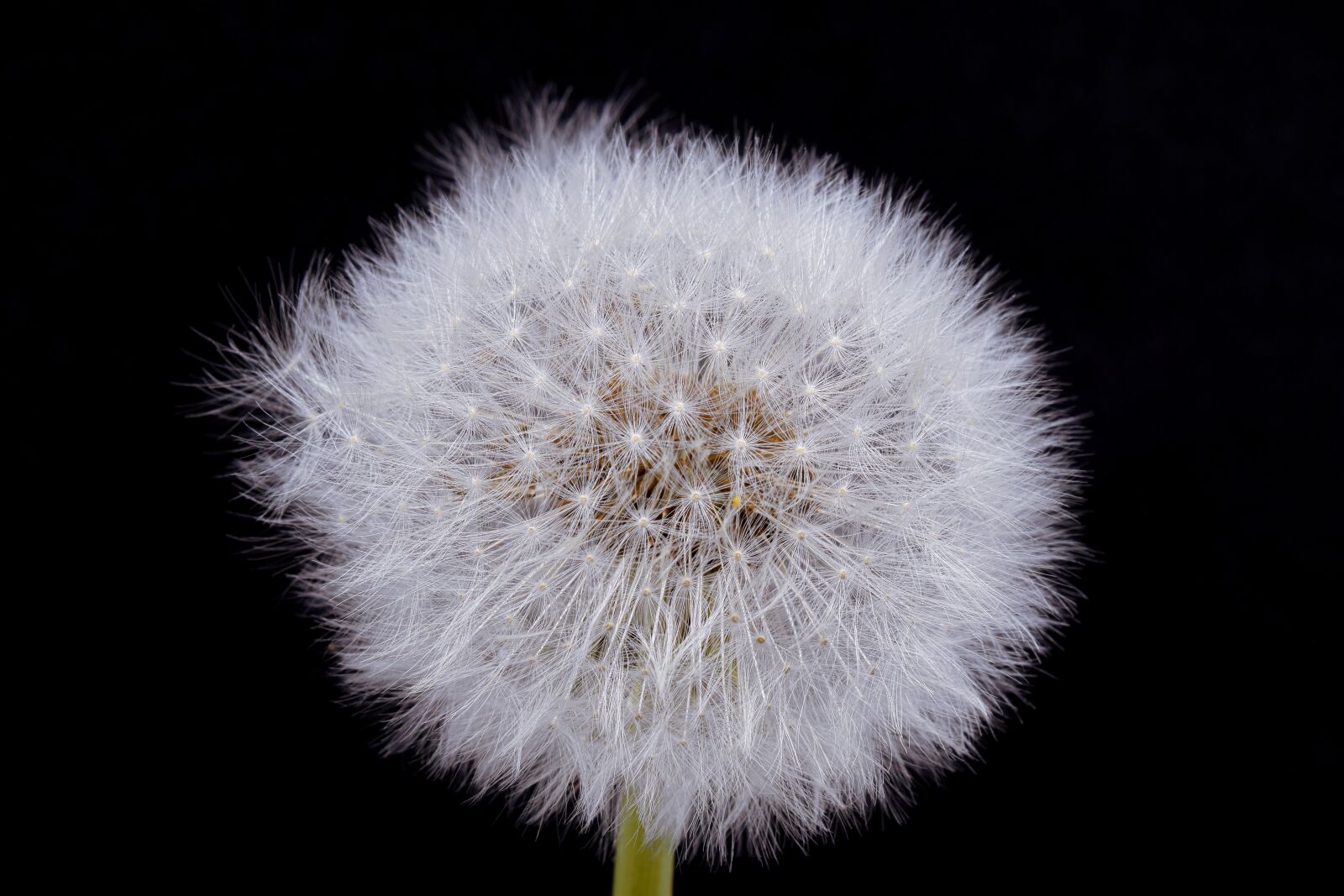 Nikon D5300 sample photo. Dandelion, macro, common dandelion photography