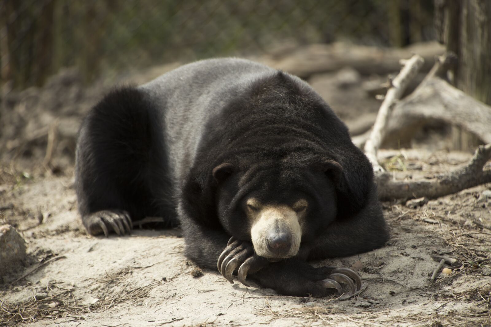 Canon EOS 6D sample photo. Mammal, wildlife, animal photography