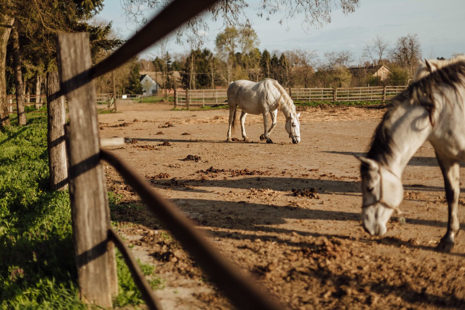 Canon EOS 5D Mark III sample photo. Animals, farmland, fence, horses photography