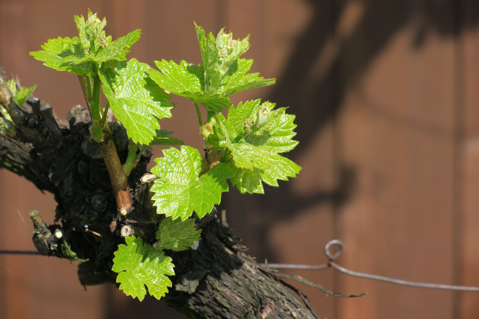 Canon PowerShot G3 X sample photo. Grapevine, vine, plant photography