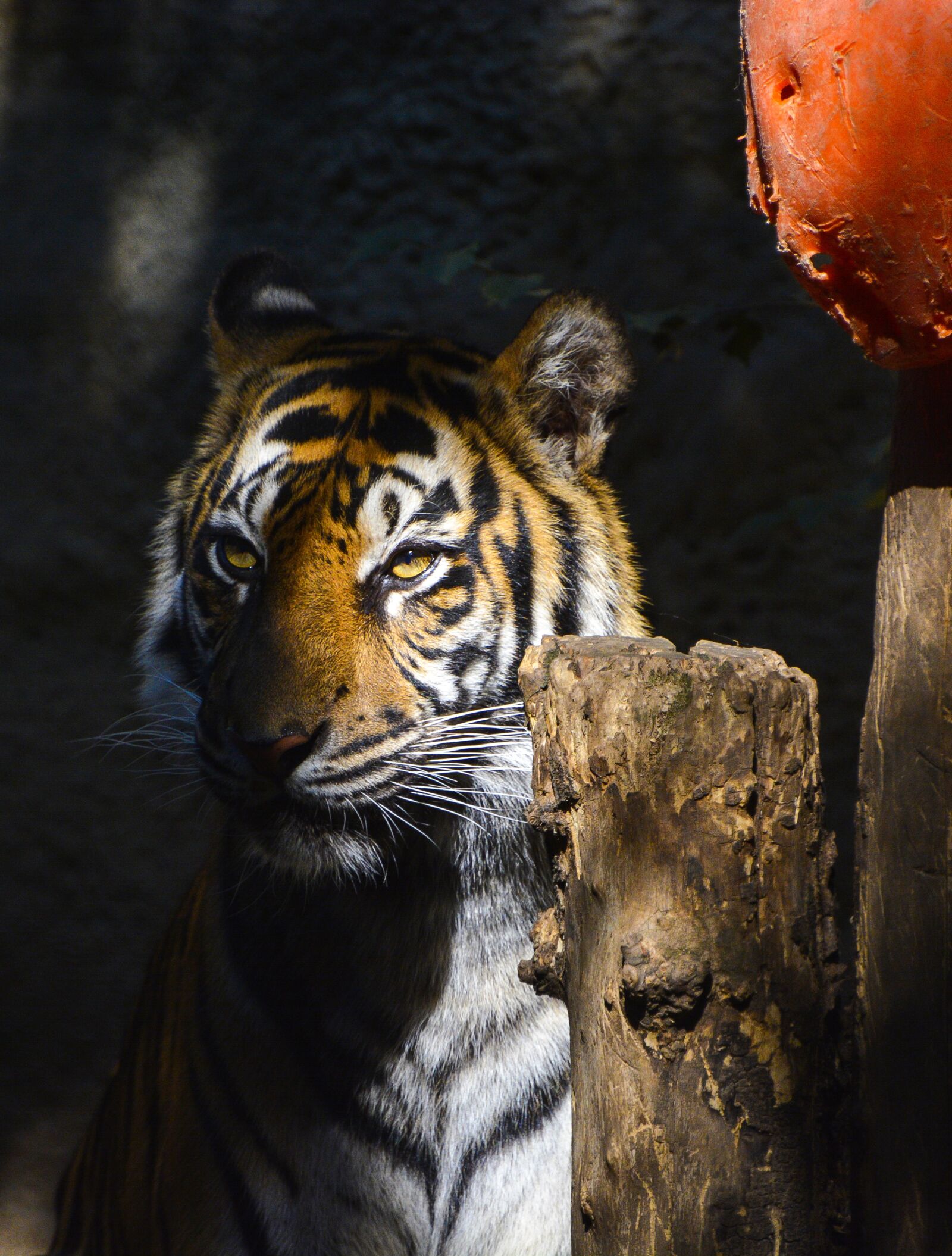 Nikon D7100 sample photo. Wildlife, mammal, cat photography