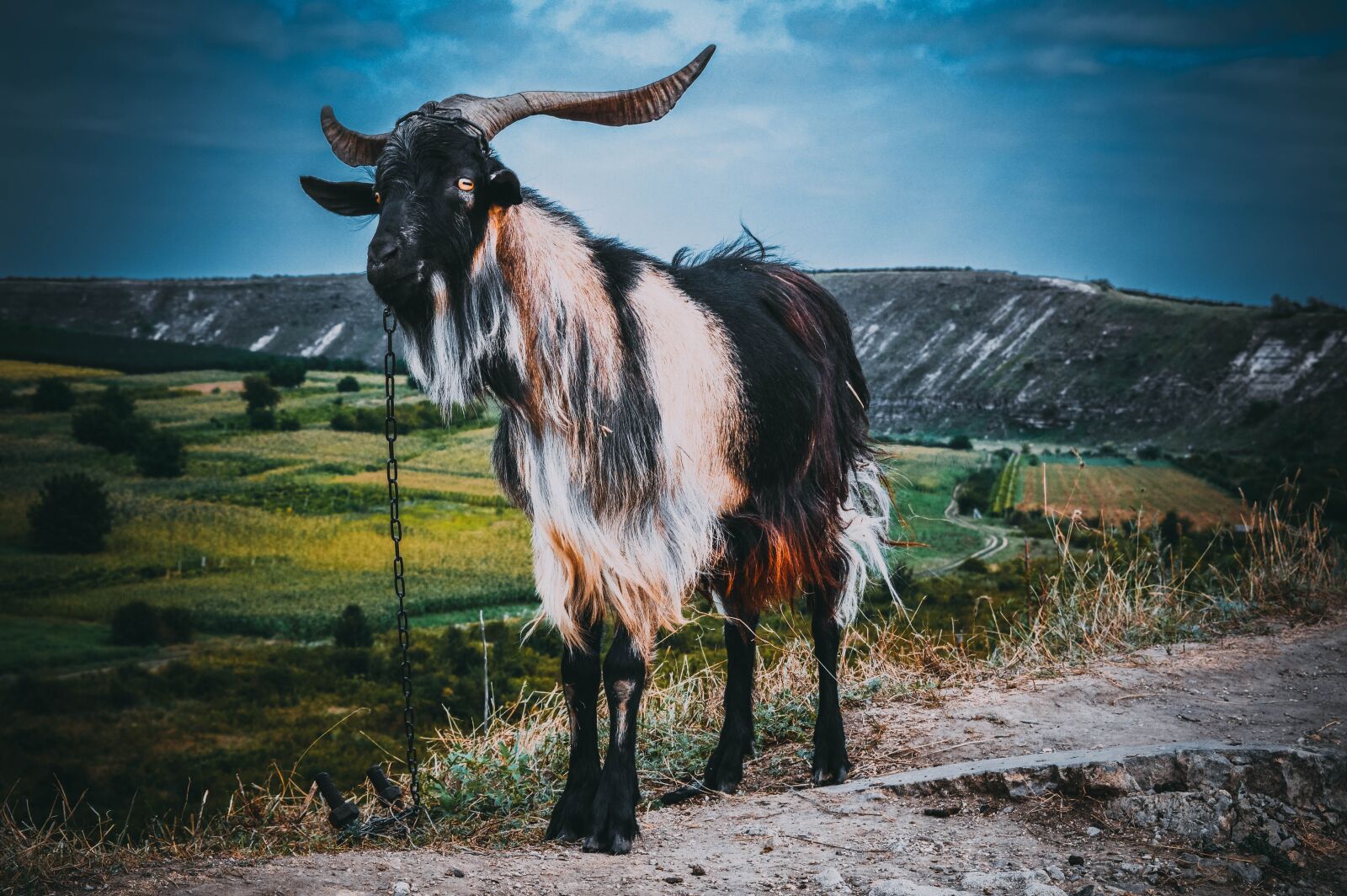 Nikon D3200 sample photo. Animal, nature, goat photography