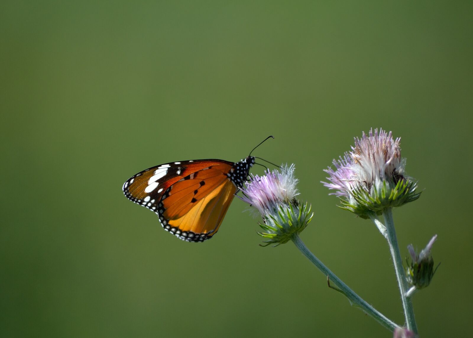 Nikon D3100 sample photo. Butterfly, macro, animal photography