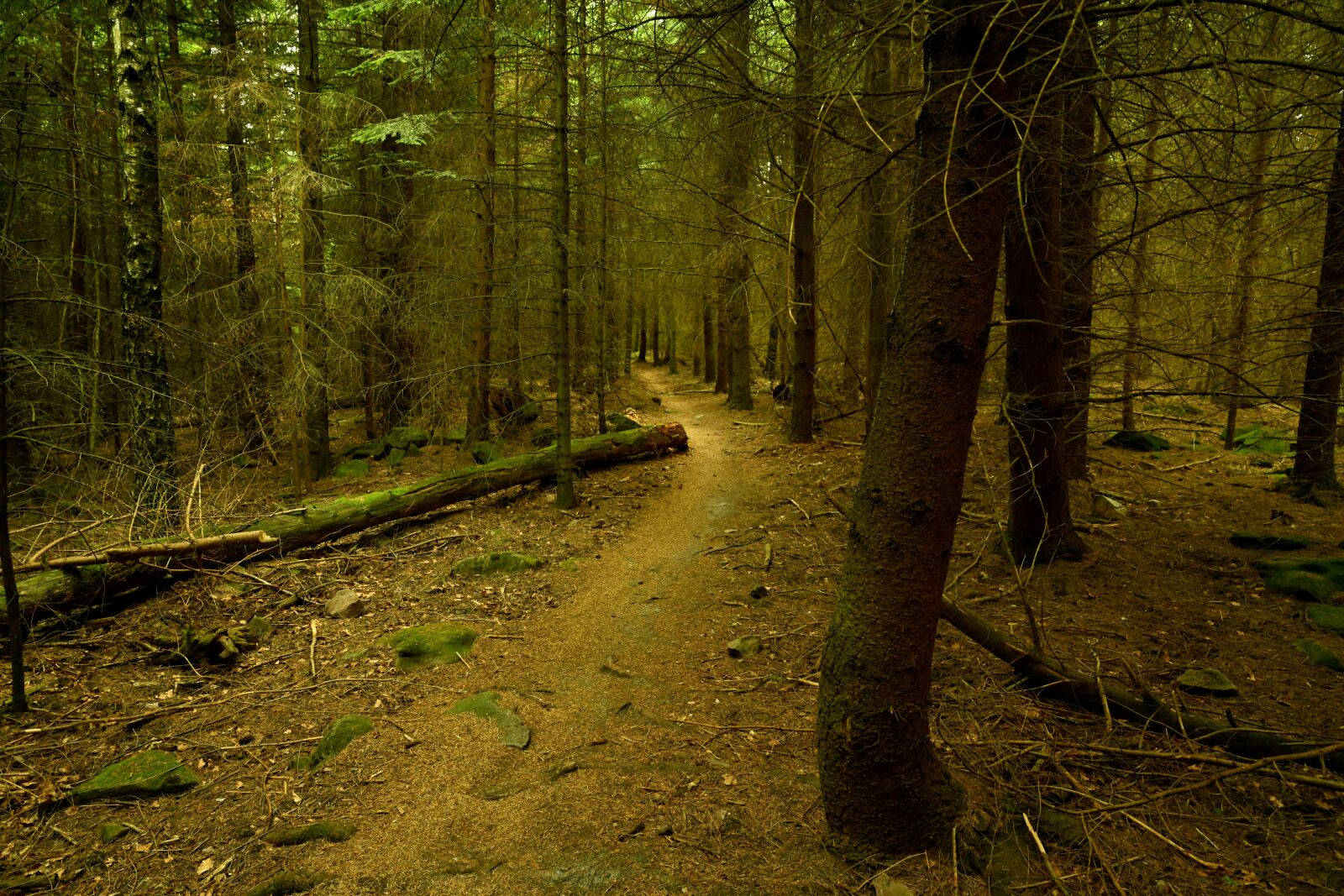 Nikon Z7 sample photo. Forest, forest path, trail photography