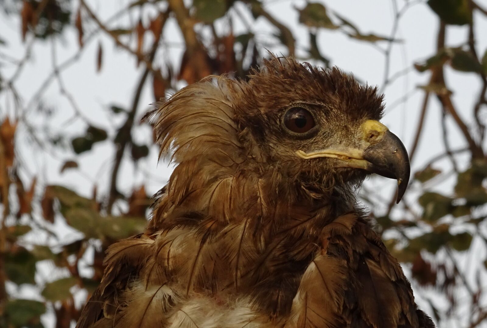 Sony DSC-HX60V sample photo. Bird, portrait, avian photography