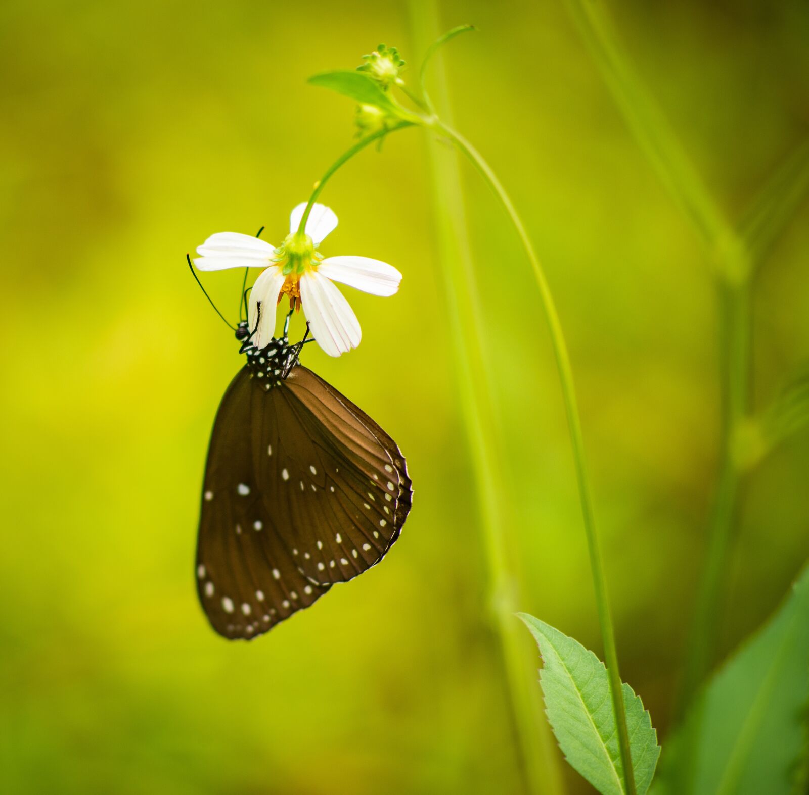 Nikon D600 sample photo. Butterfly, nature, outdoor photography