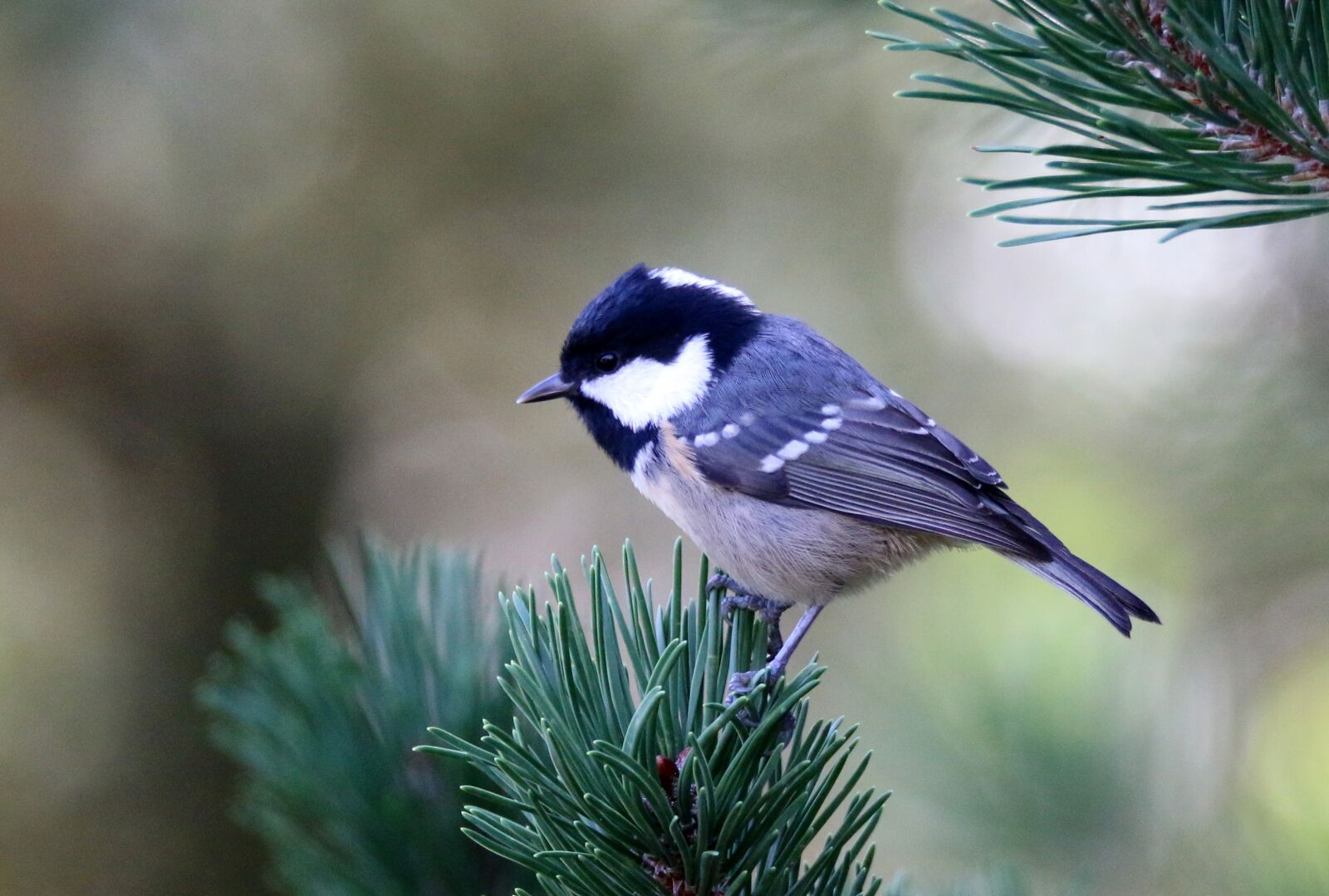 Canon EOS 70D sample photo. Coal tit, bird, spruce photography