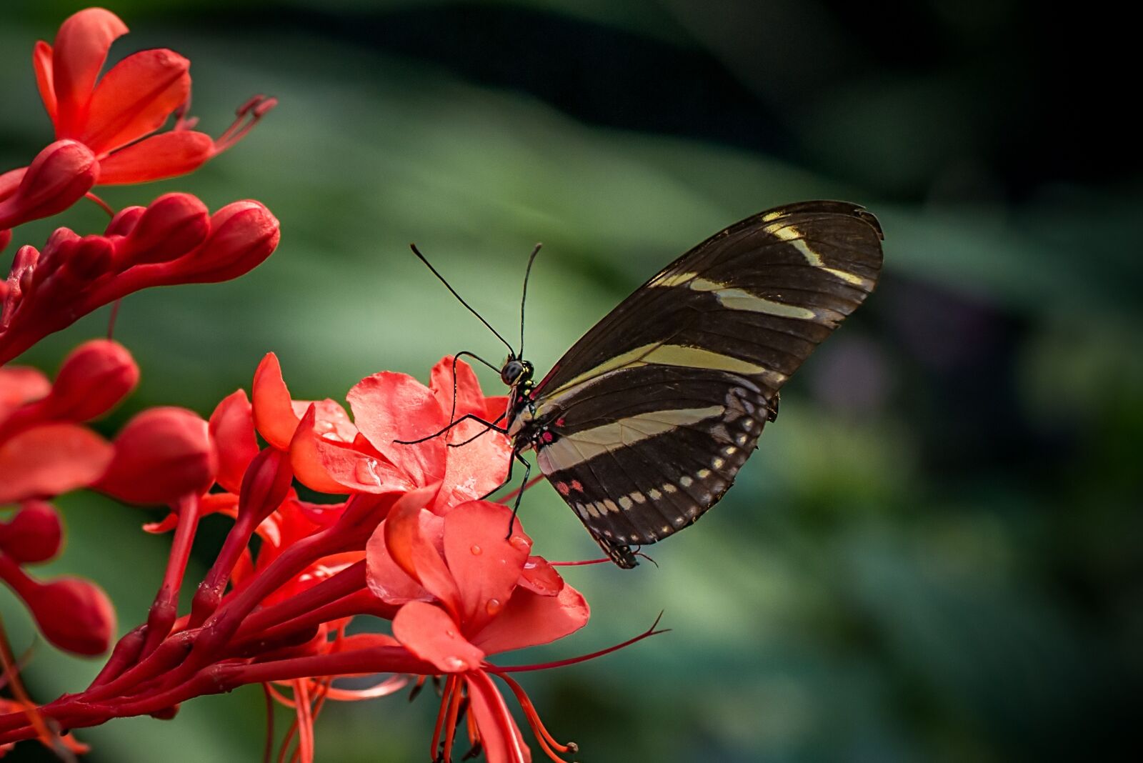 Nikon D800 sample photo. Butterfly, zebra, heliconius charithonia photography